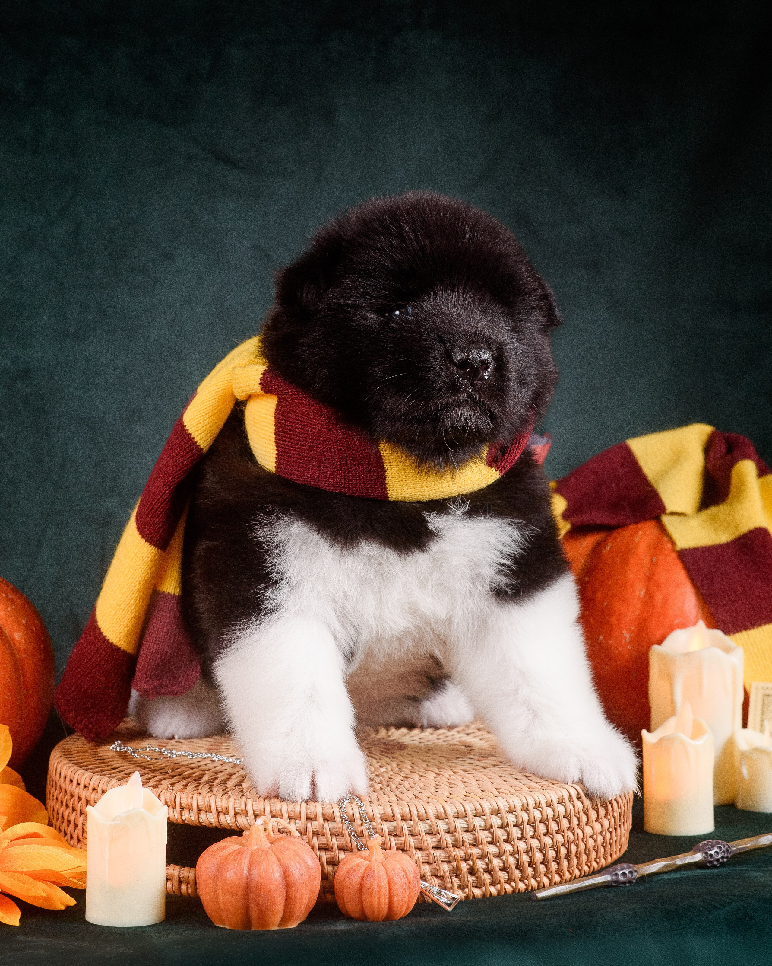 Щенки Американской Акиты — 04.11.2024. Фотограф — Анималист | Анна Абрамова