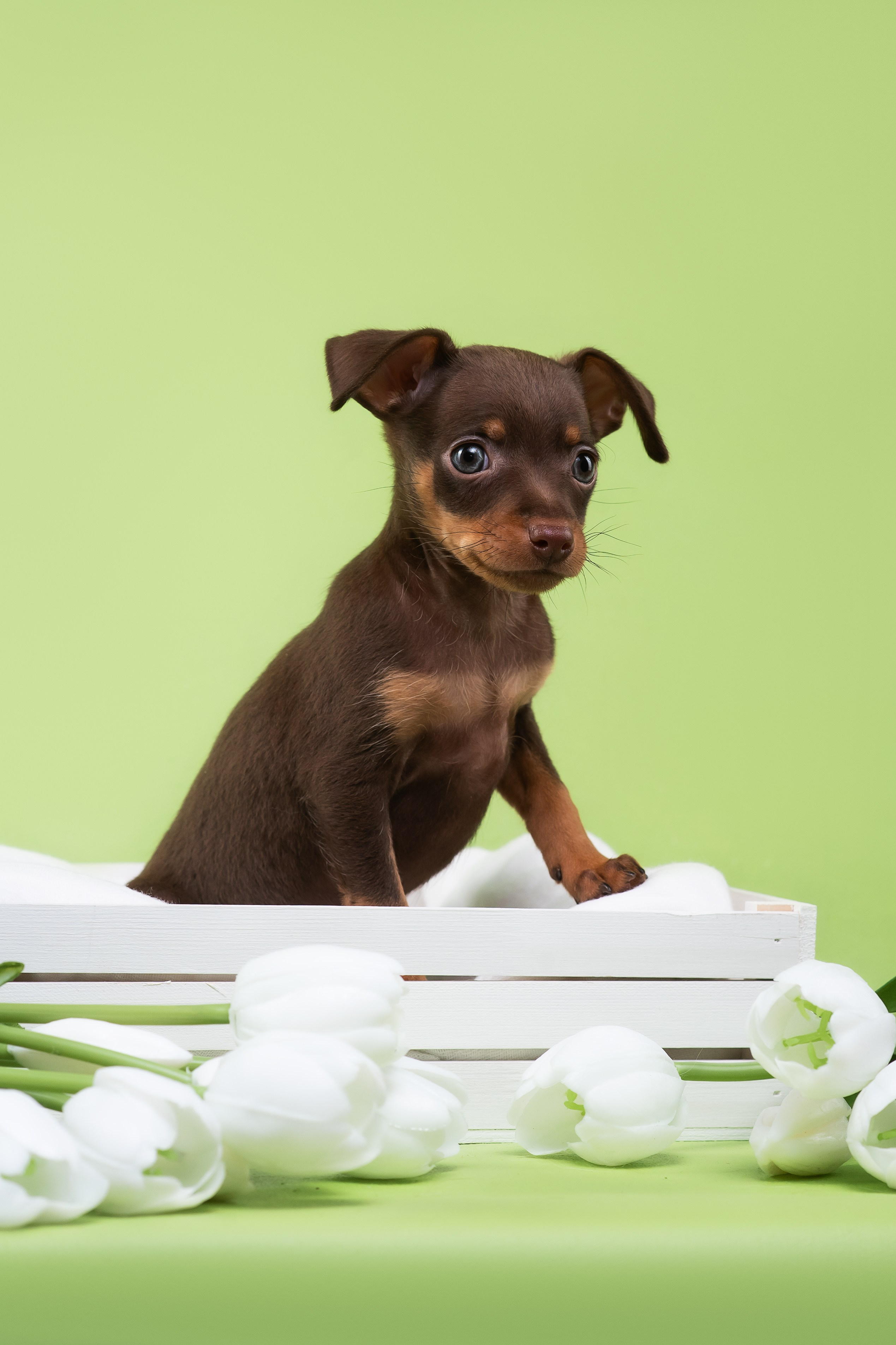 Пражские крысарики — 02.04.2025. Фотограф — Анималист | Анна Абрамова