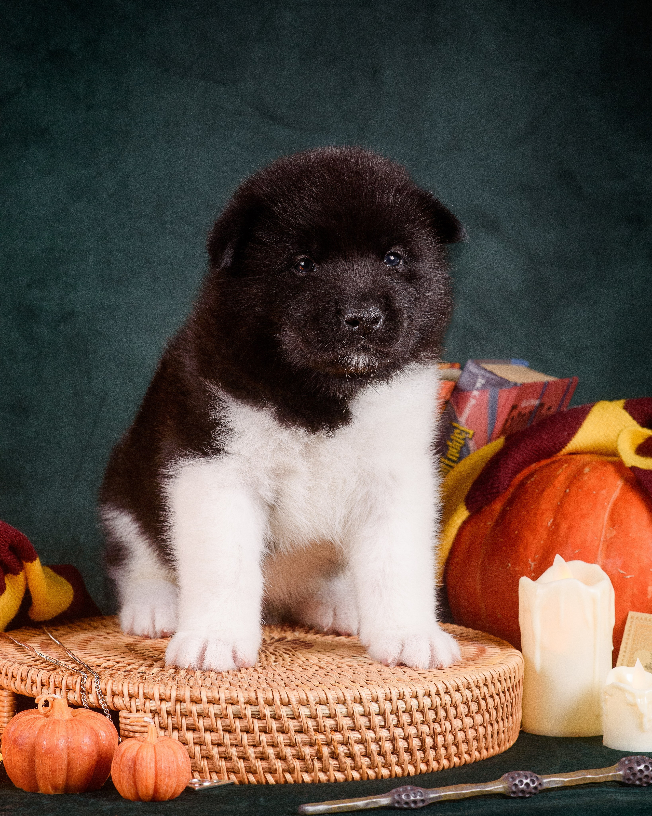 Щенки Американской Акиты — 04.11.2024. Фотограф — Анималист | Анна Абрамова