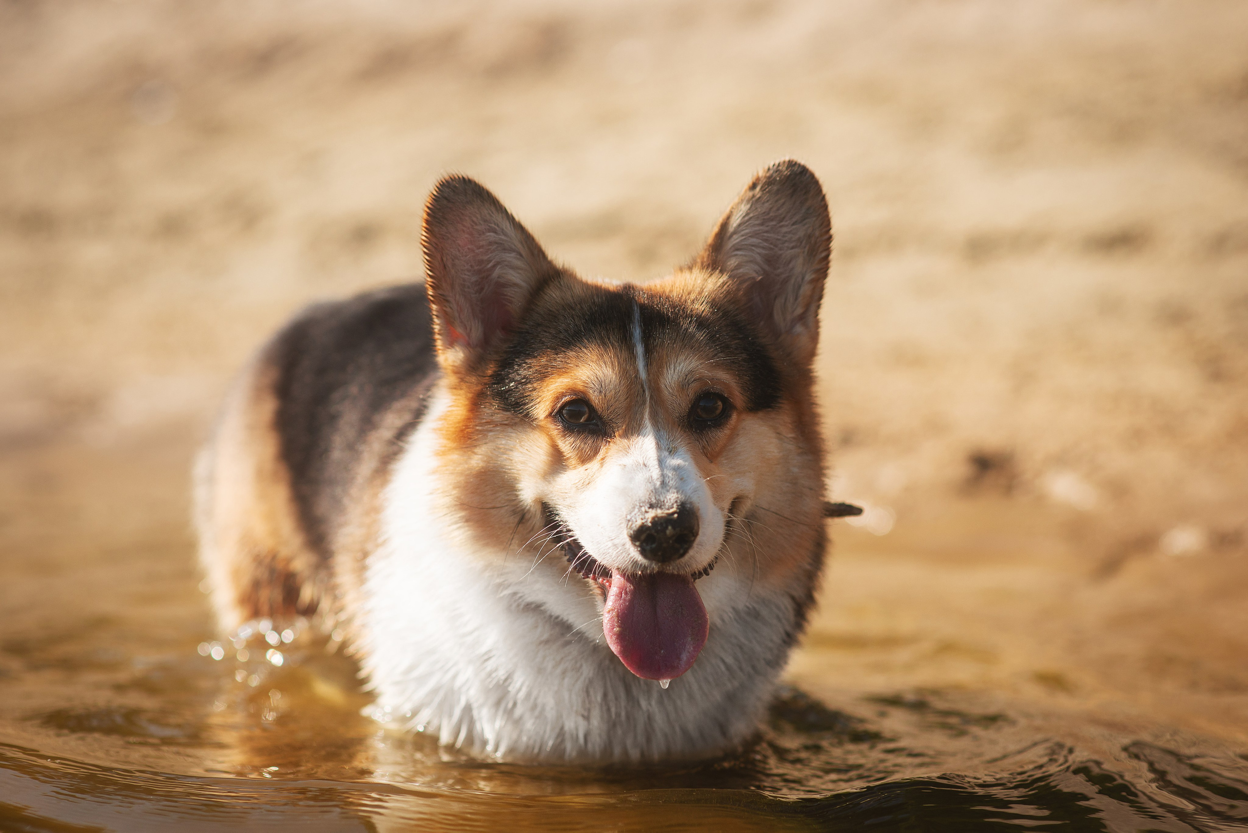 Майк и Лея — 29.08.2024. Фотограф — Анималист | Анна Абрамова