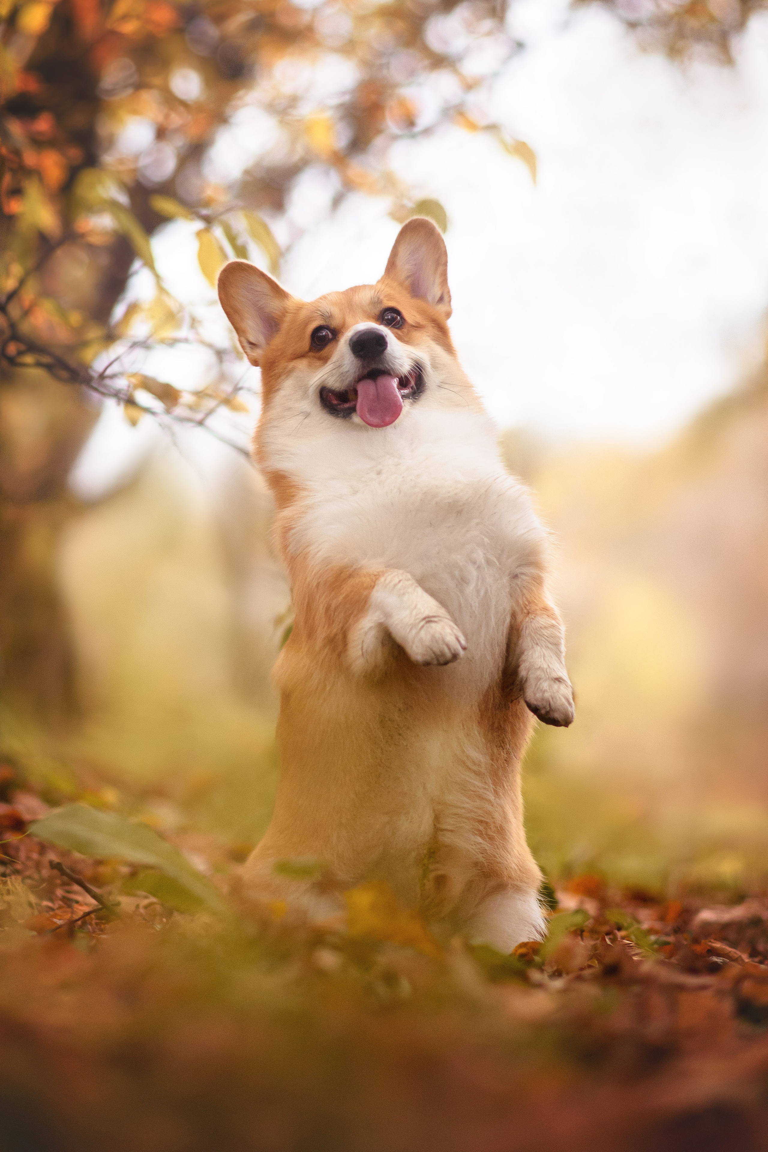 Женя и Феникс — 05.10.2024. Фотограф — Анималист | Анна Абрамова