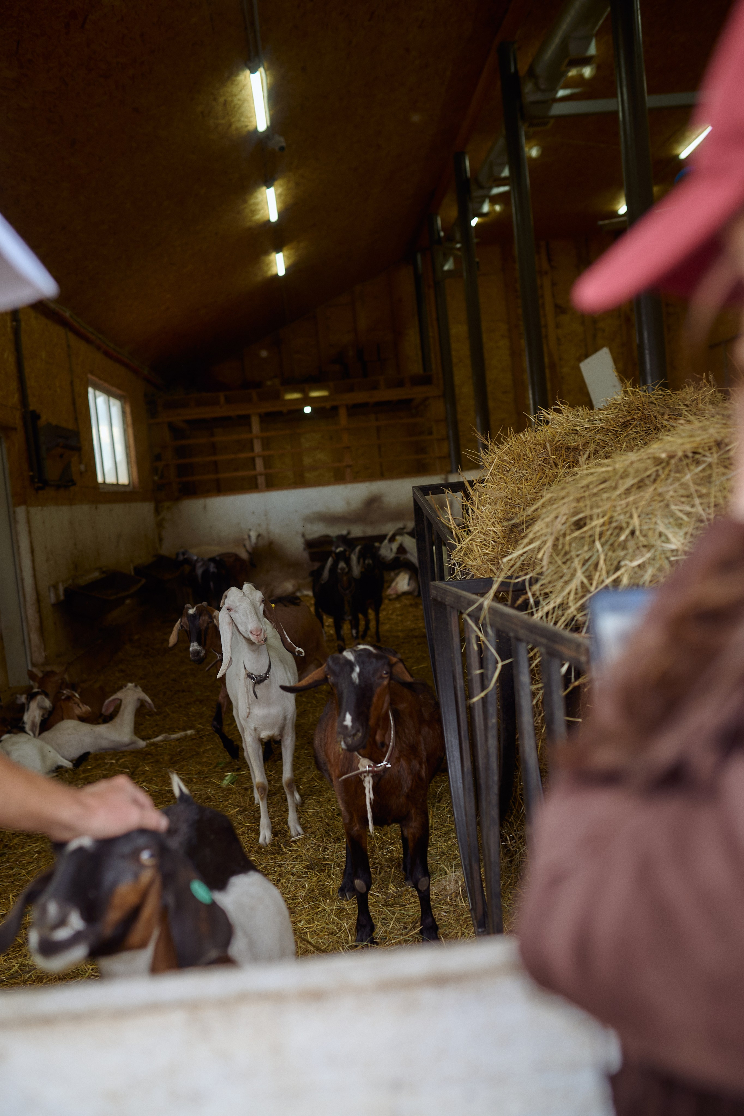Кристина и Ариша на ферме. Семейный и свадебный lifestyle-фотограф в Москве Мария Петрова
