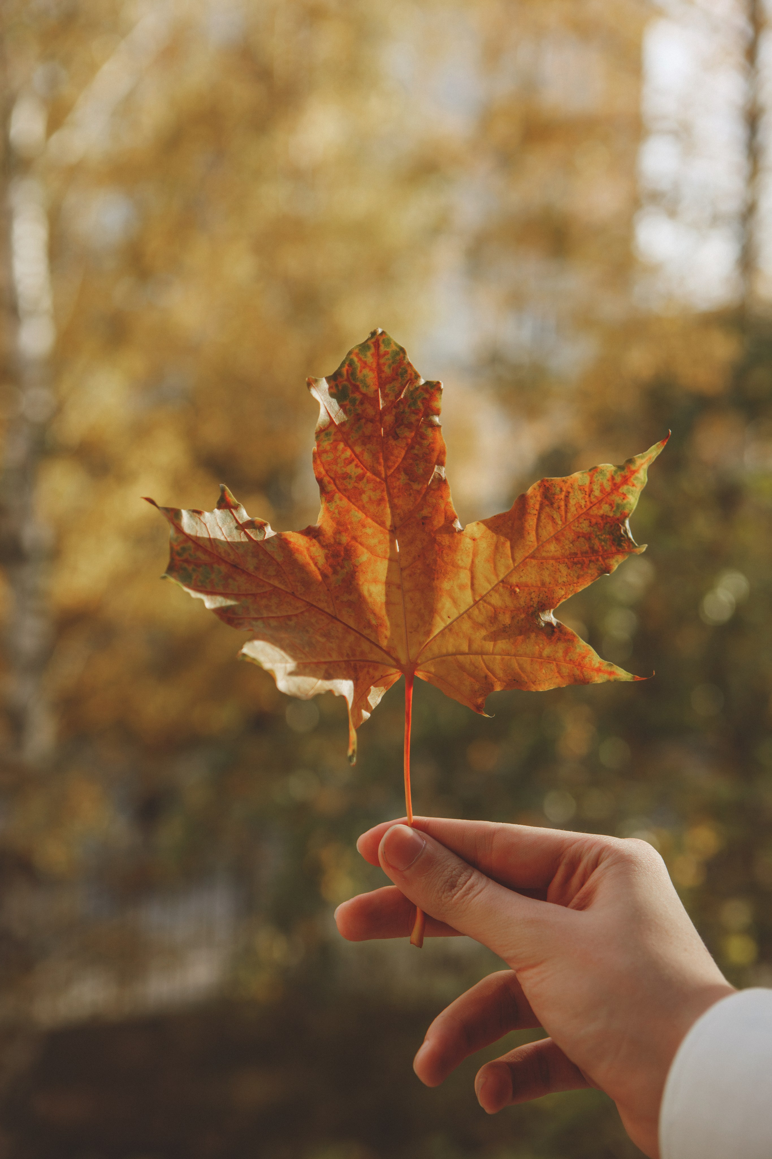 9 класс. Главная