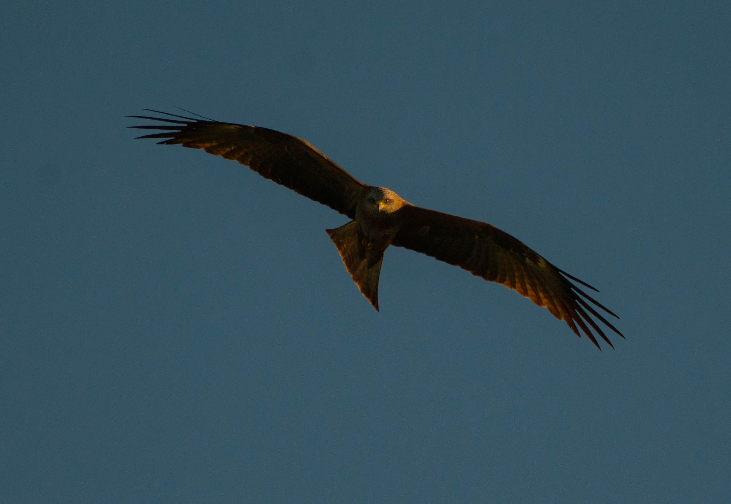 Анималистика. Фотограф в Москве — Георгий Чернышов