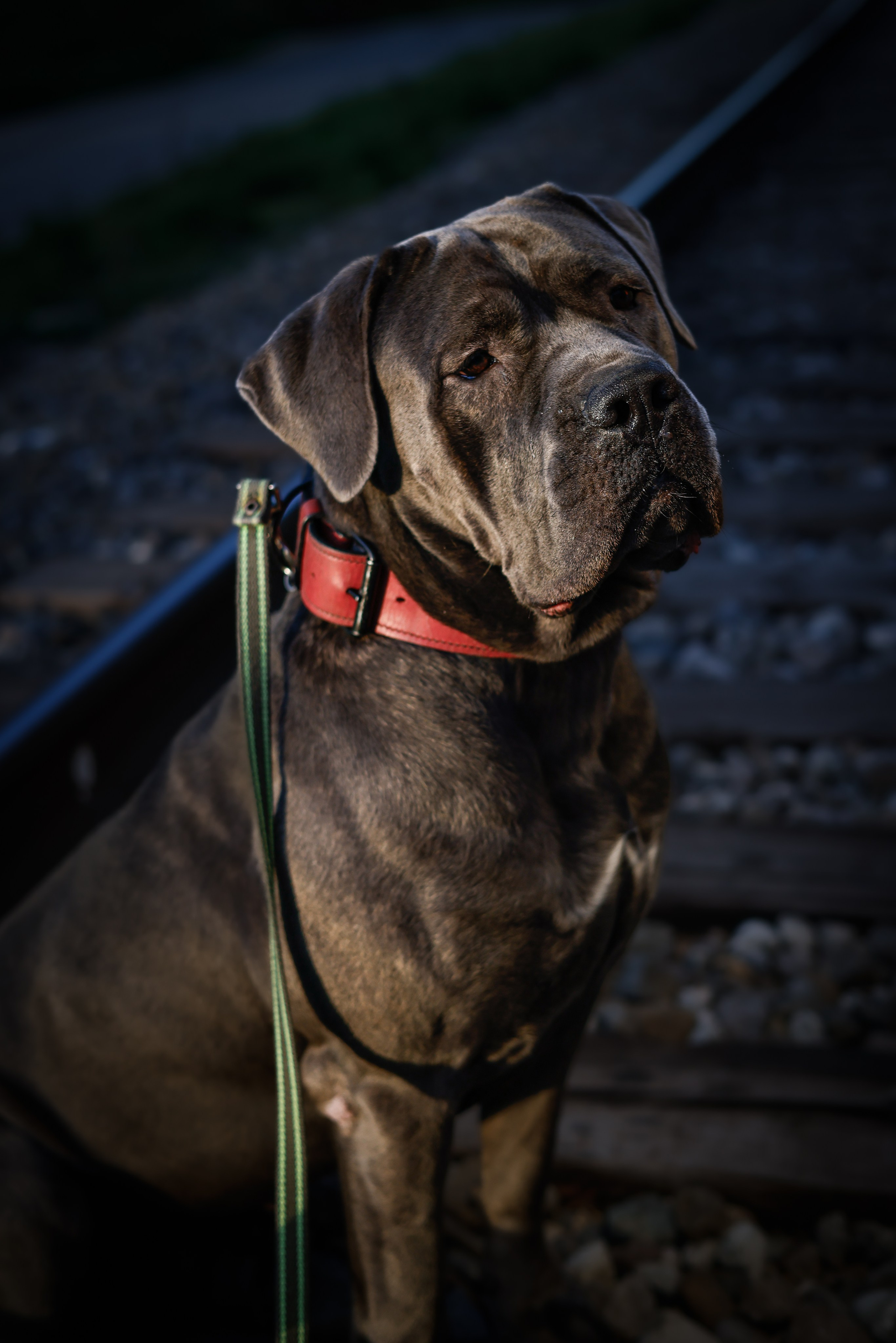 Собаки. Антонина Савельева Фотограф Ставрополь