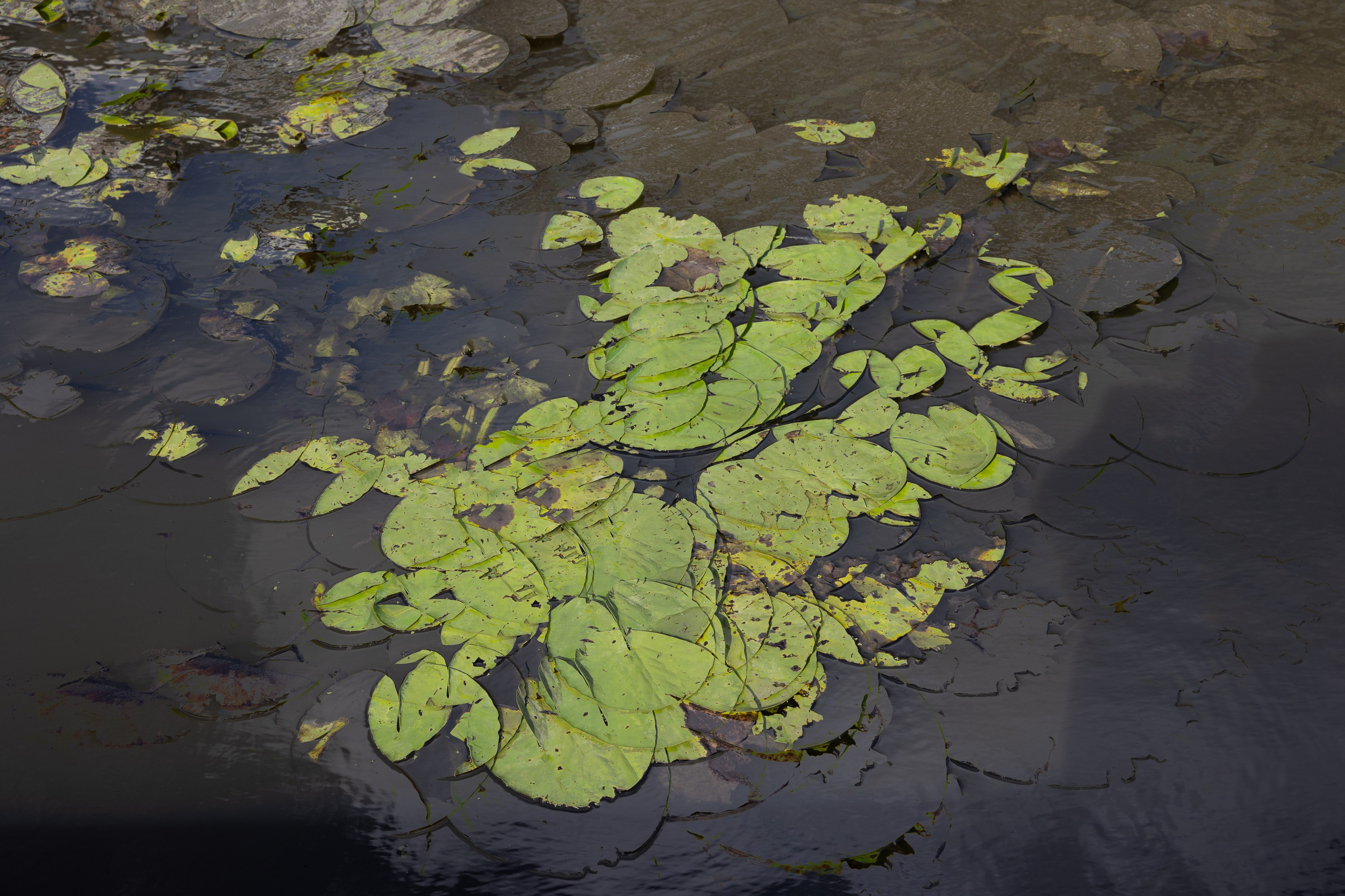 Art prints. Фотограф алина стерхова, алина стерхова фотограф, фотограф москва