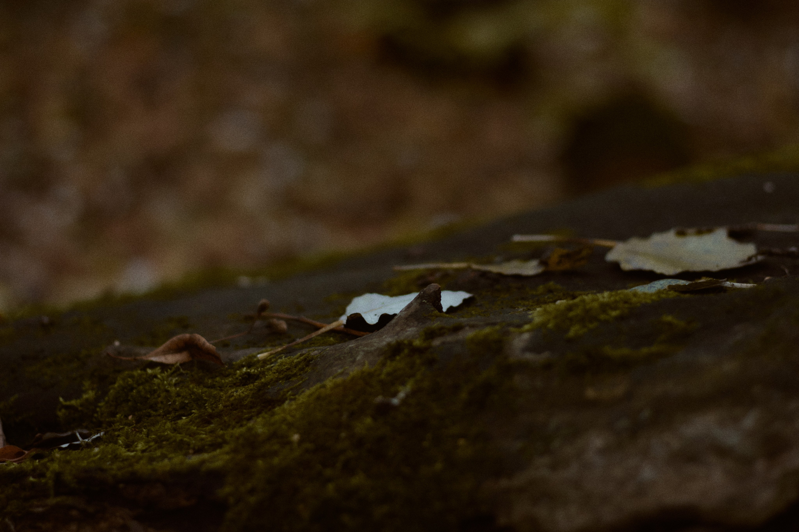Агата и Даниил. Фотограф лавстори Москва/МО Приятелева Ангелина
