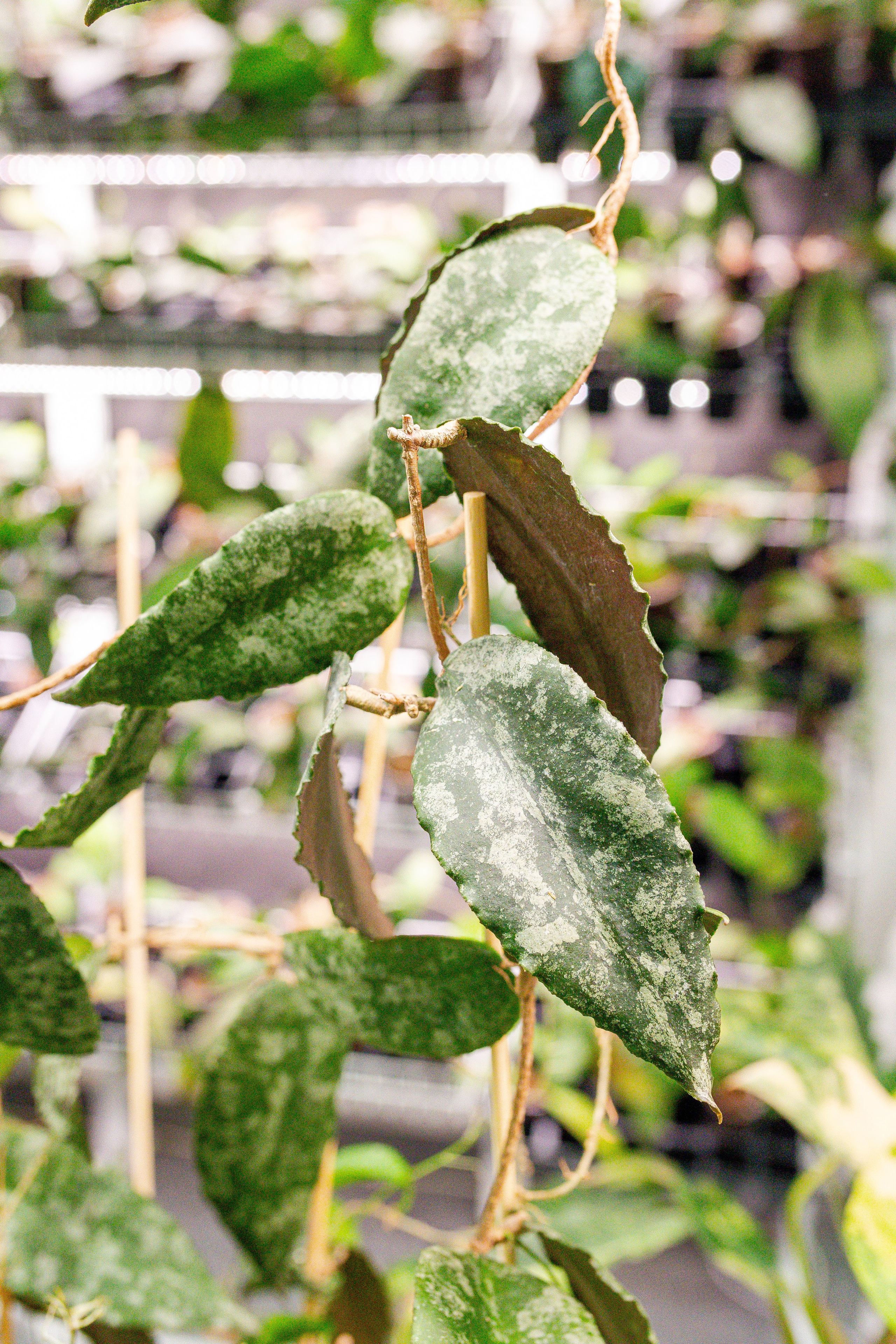 Монстериум апрель 2026. Александра Куликова фотограф, Москва