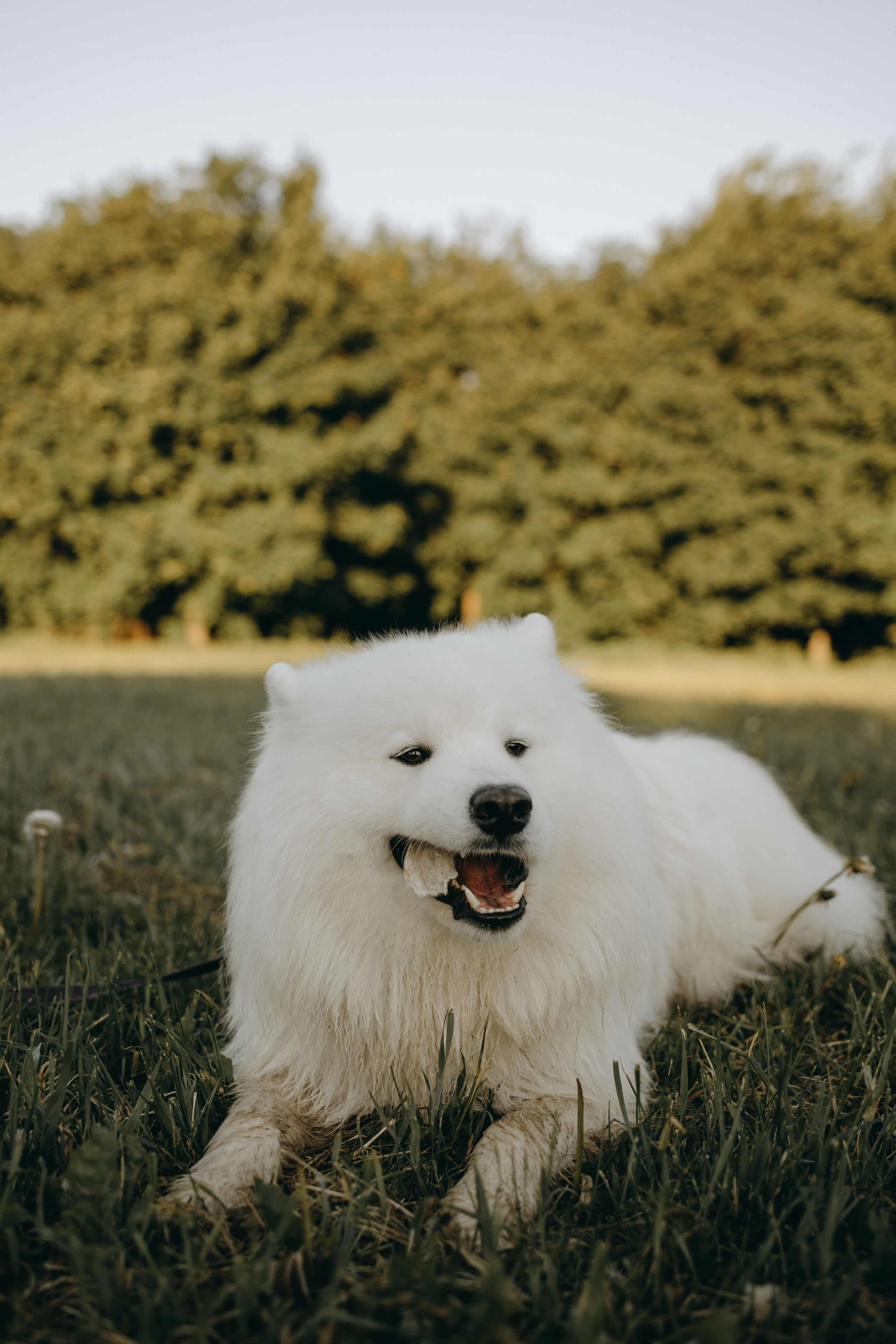 Танго и его семья. Фотограф — Анималист | Санкт-Петербург