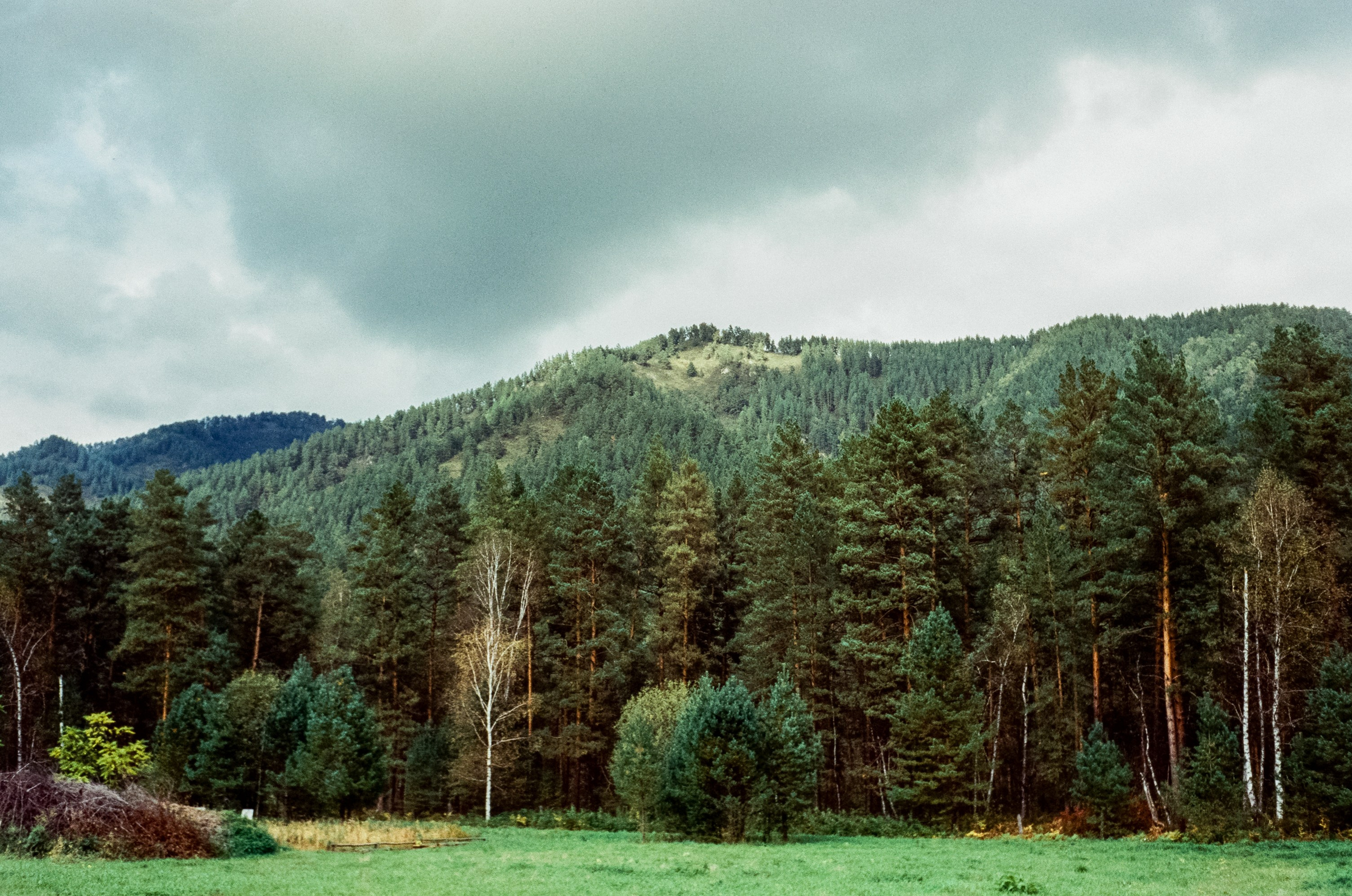 Горно-Алтайский ботанический сад / 13 сентября 2024 года / Minox 35 GT / SFL 250D