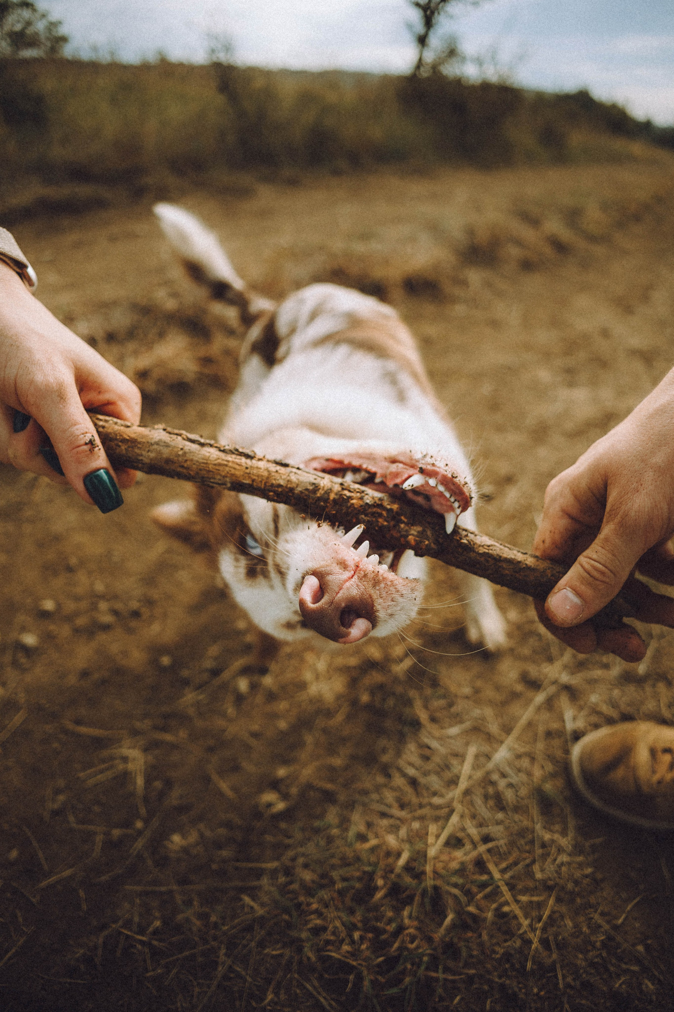 Как я выбираю, на какой объектив снимать животных?