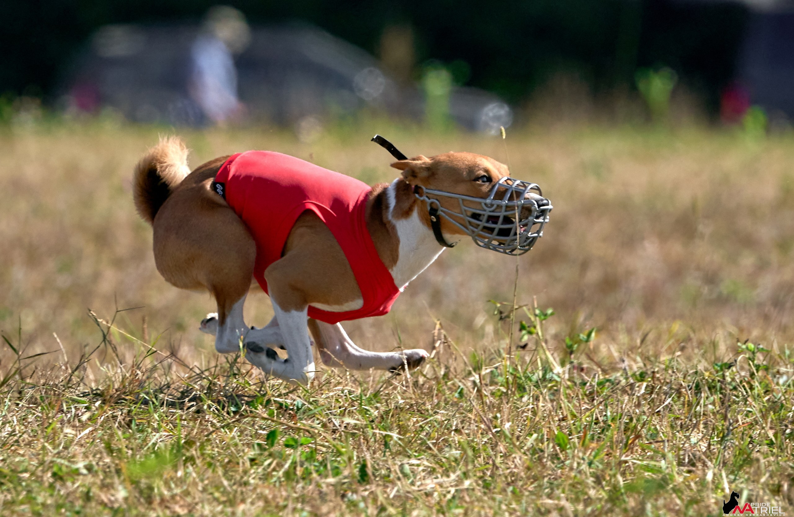 Съемка курсинг — галерея NATRIEL