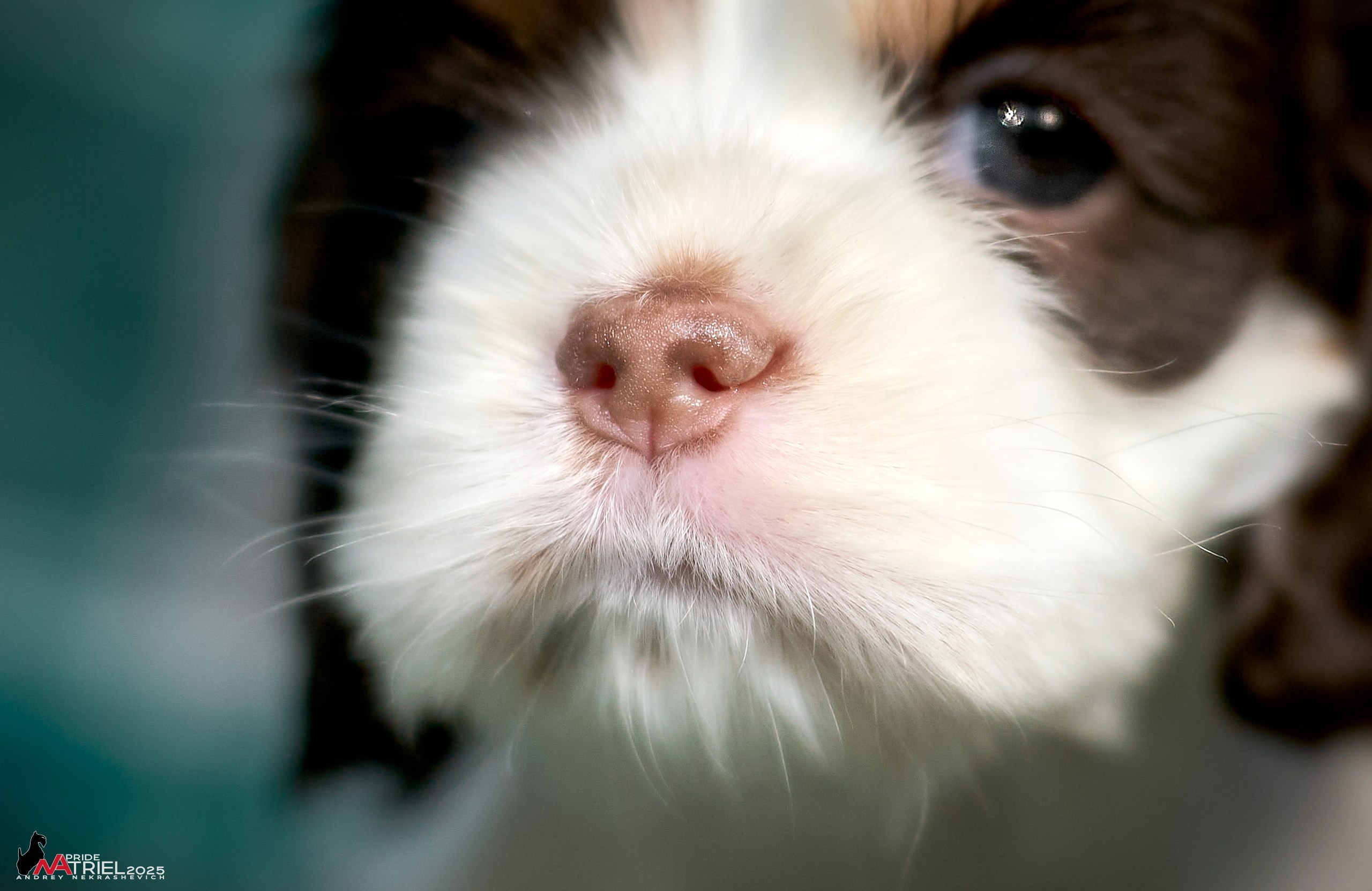 Щенки АмКокеров