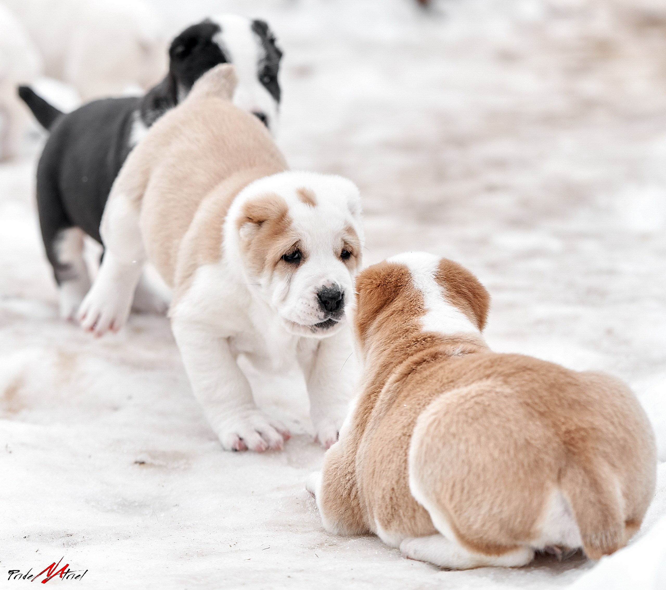 Щенки на прогулке — галерея NATRIEL