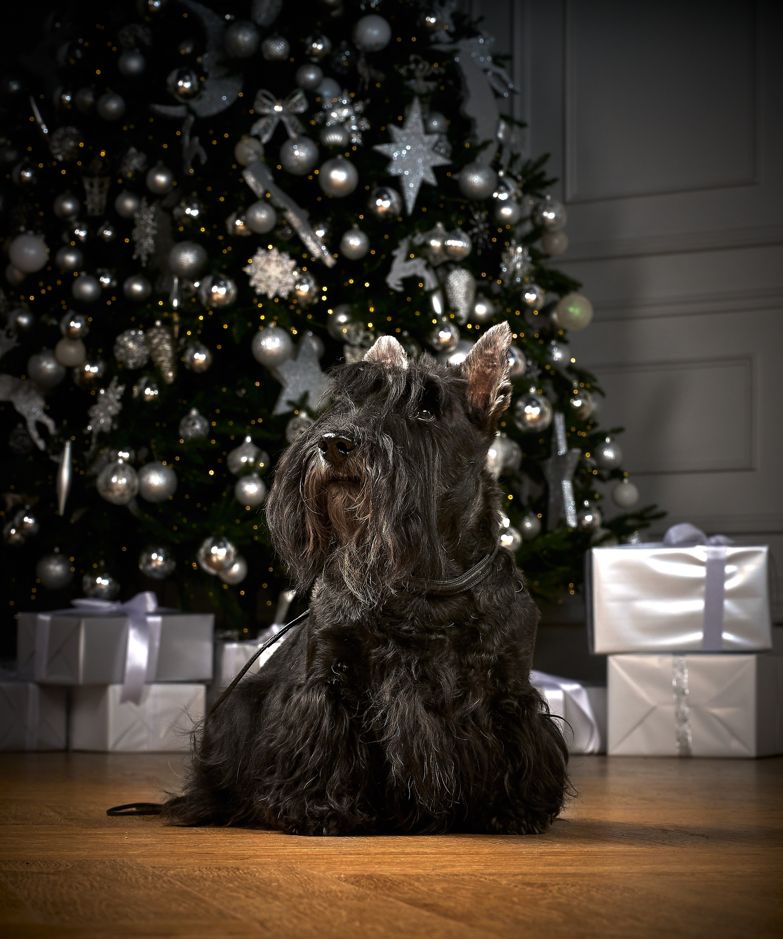 Съемка в студии со скотч-терьерами