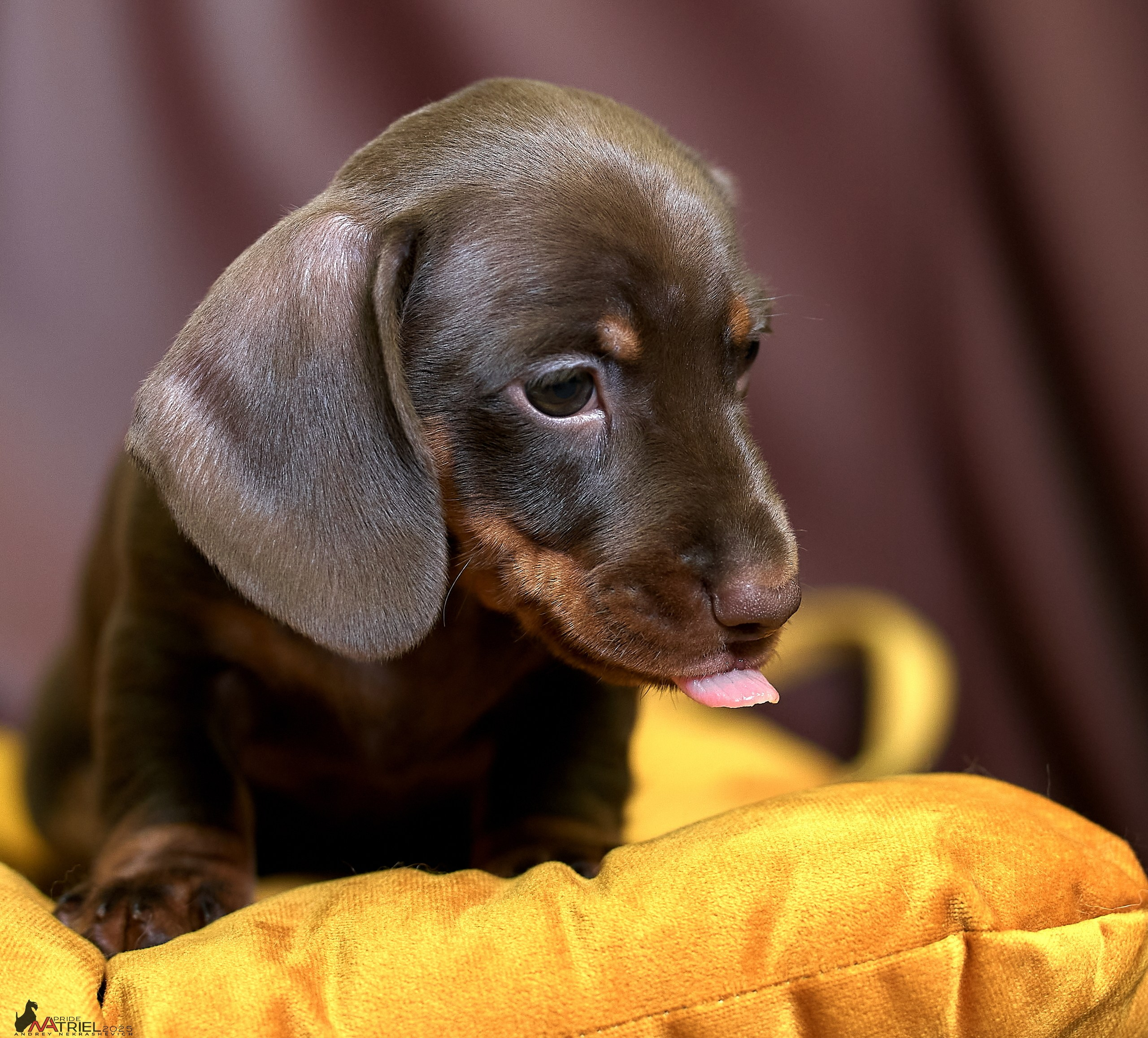 Съемка щенков таксы с мобильным светом