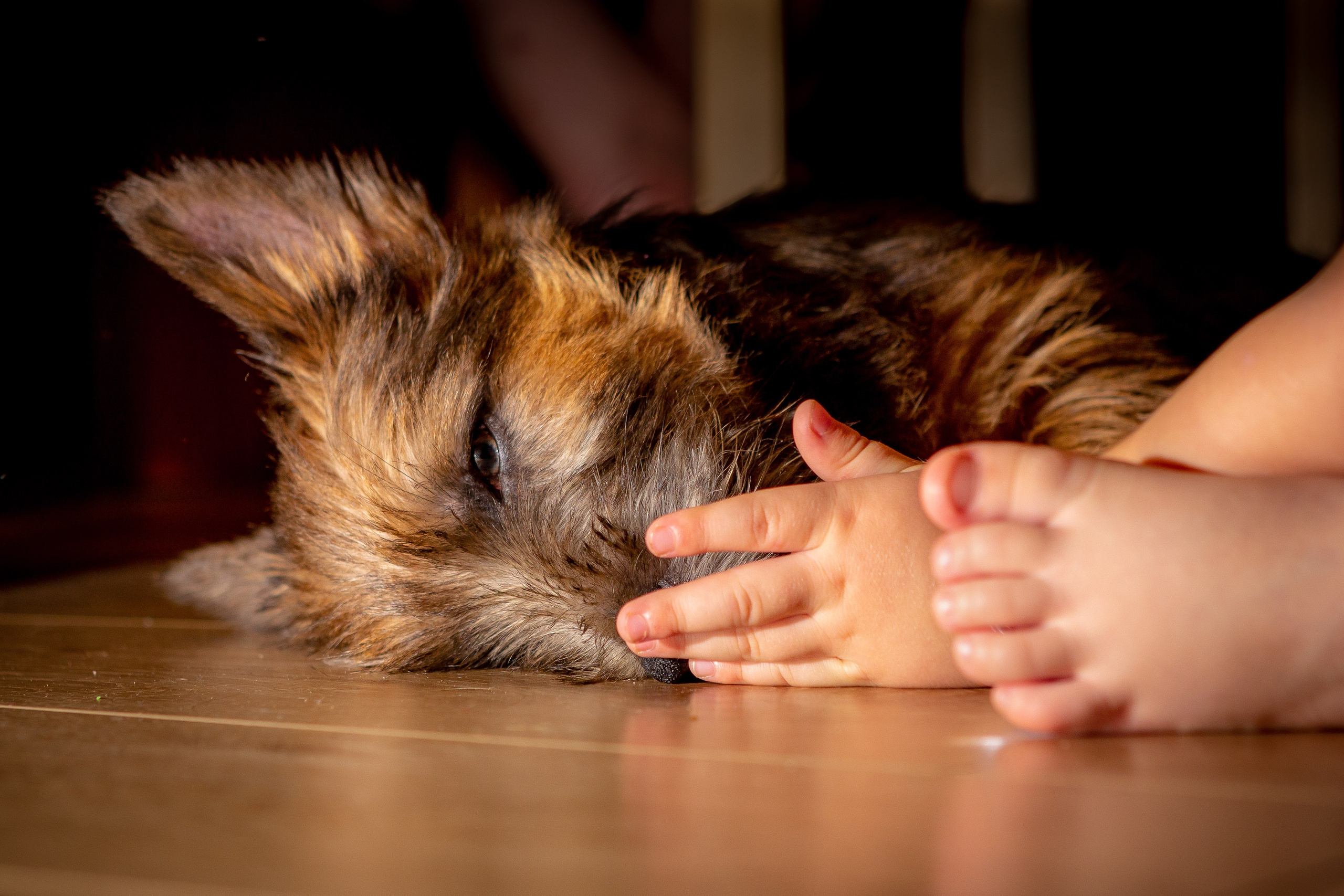 Собаки и Люди — галерея NATRIEL