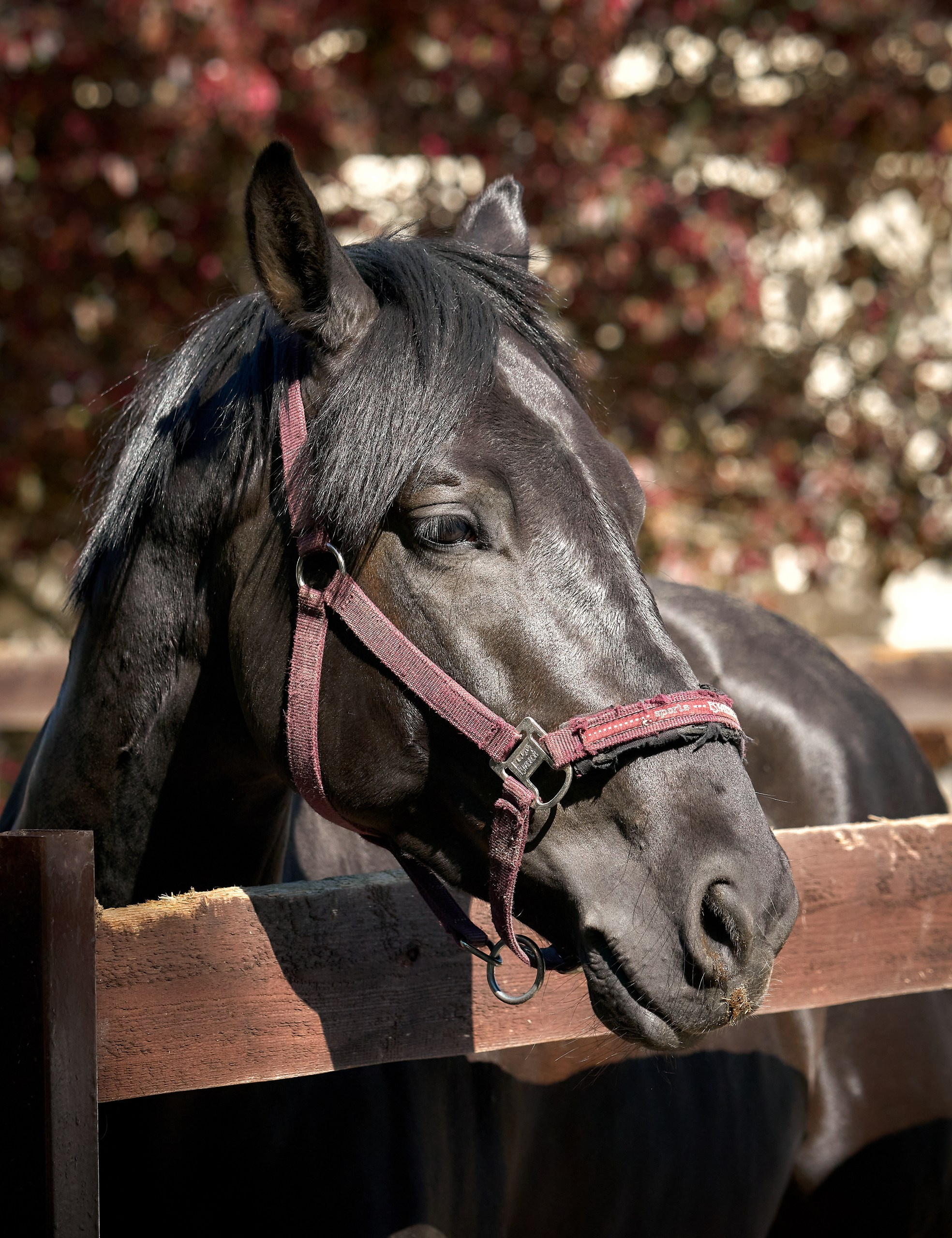 Снимки лошадей — галерея NATRIEL