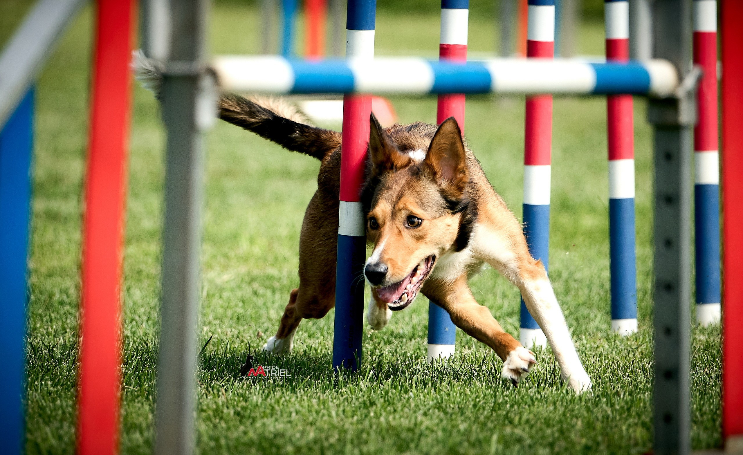 Аджилити — галерея NATRIEL