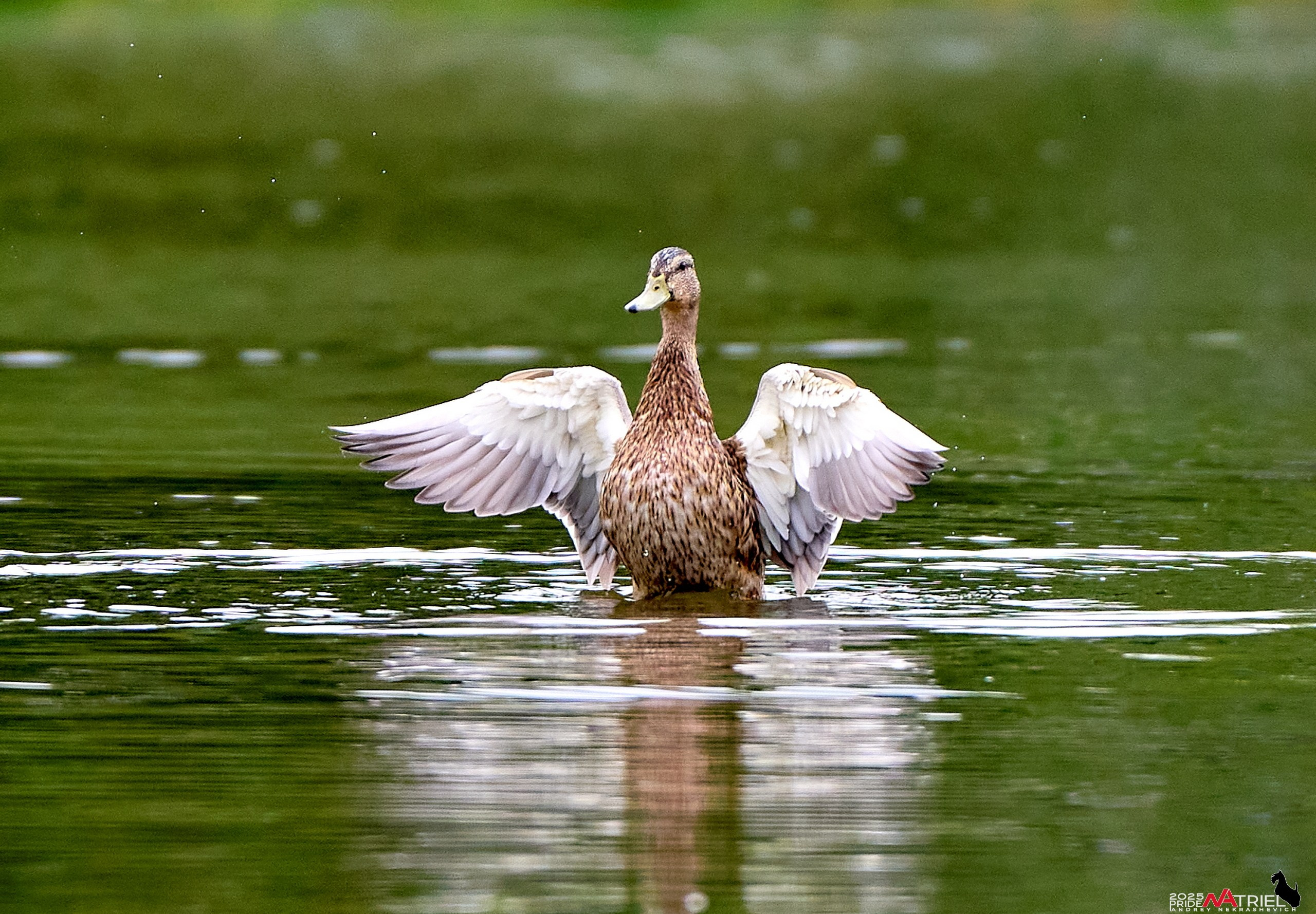 Утки на пруду