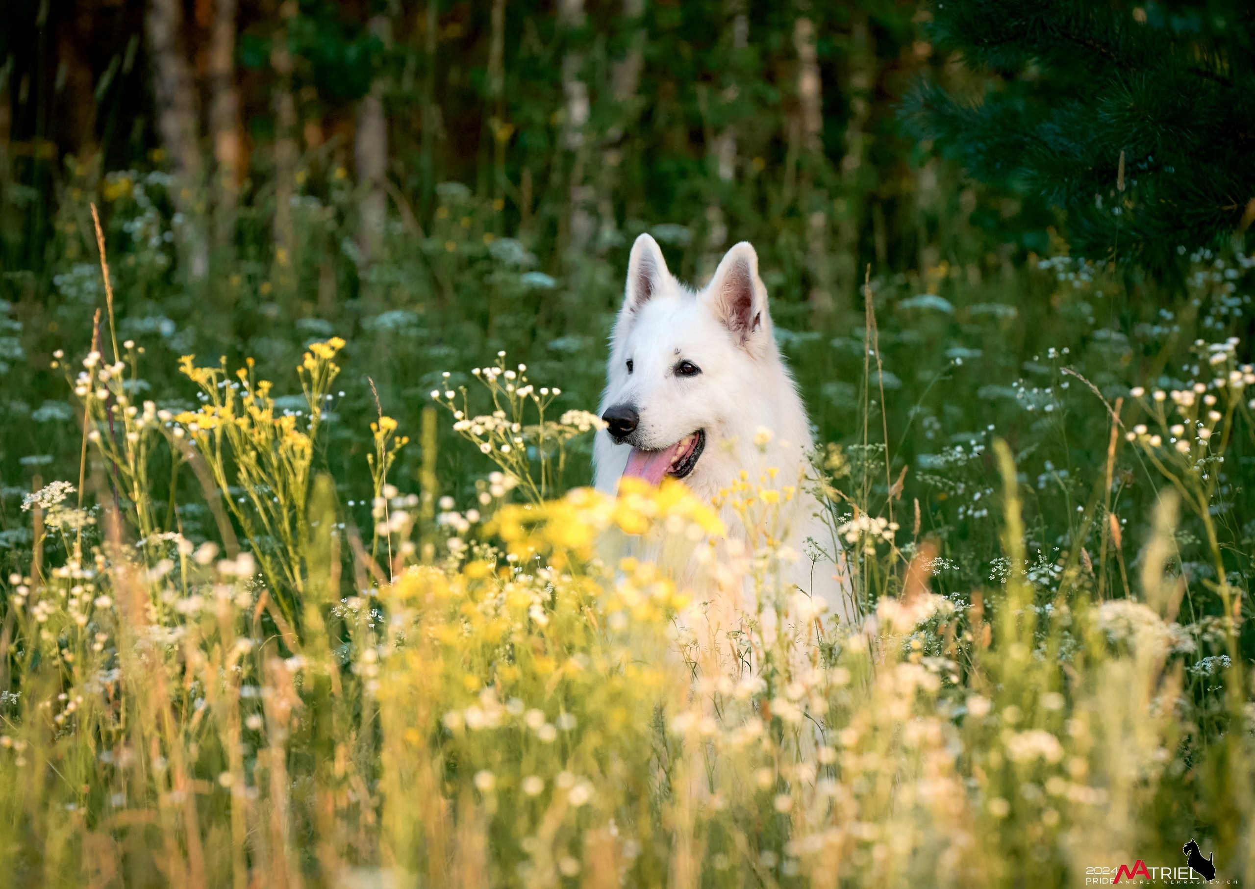 Репортаж из кинологического лагеря