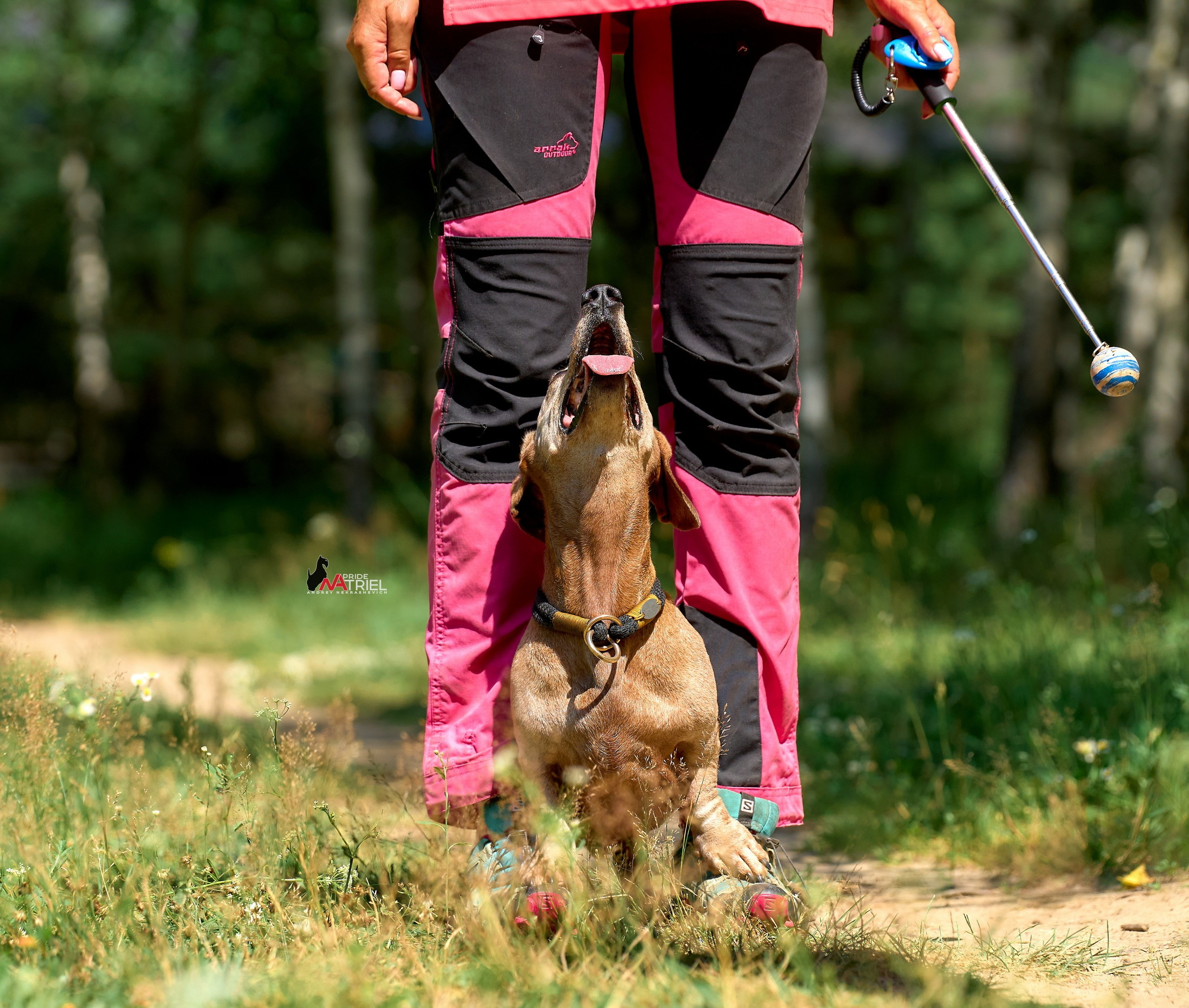 Обидиенс и танцы с собаками — галерея NATRIEL