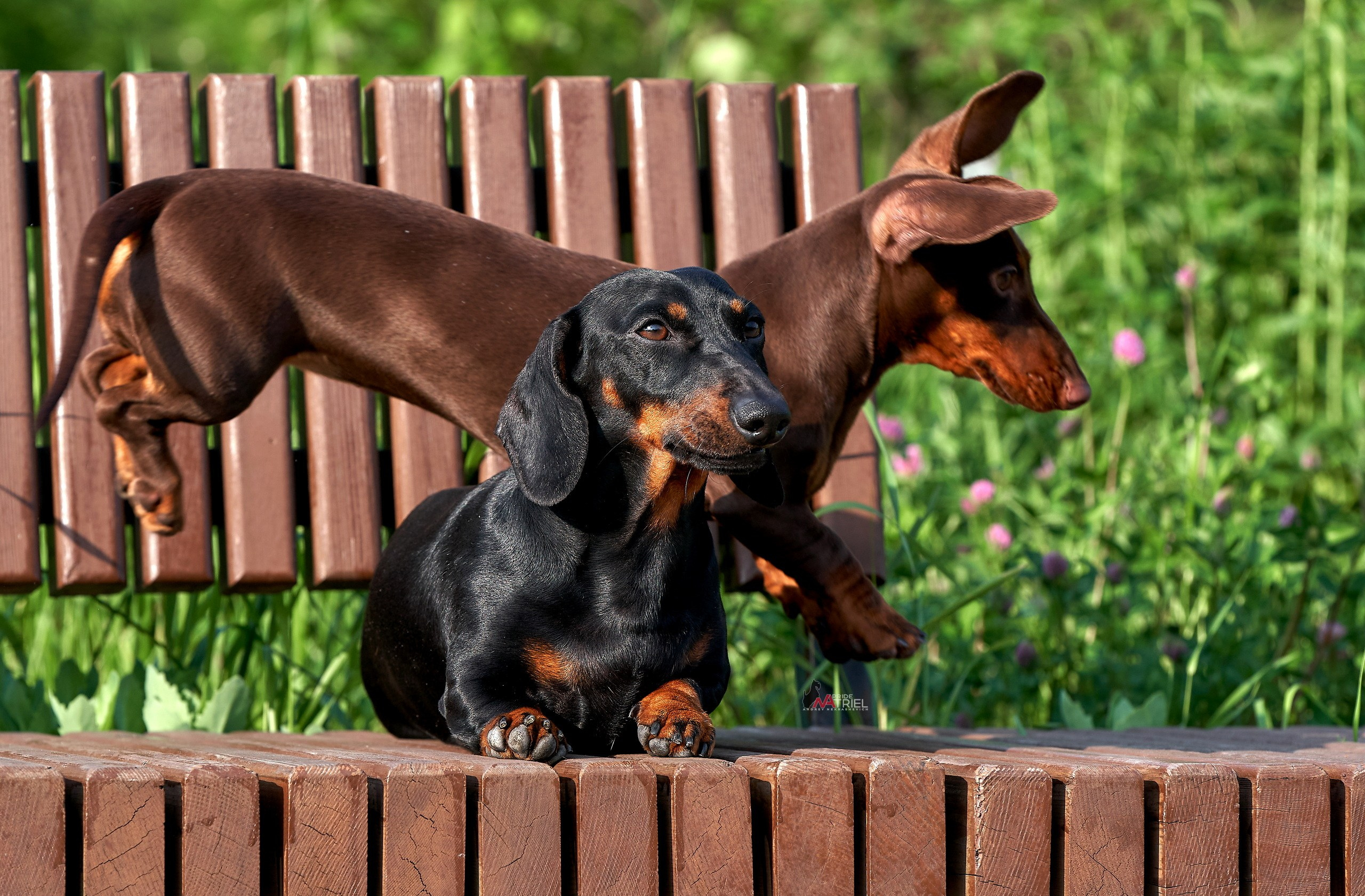 Прогулка в движении — галерея NATRIEL