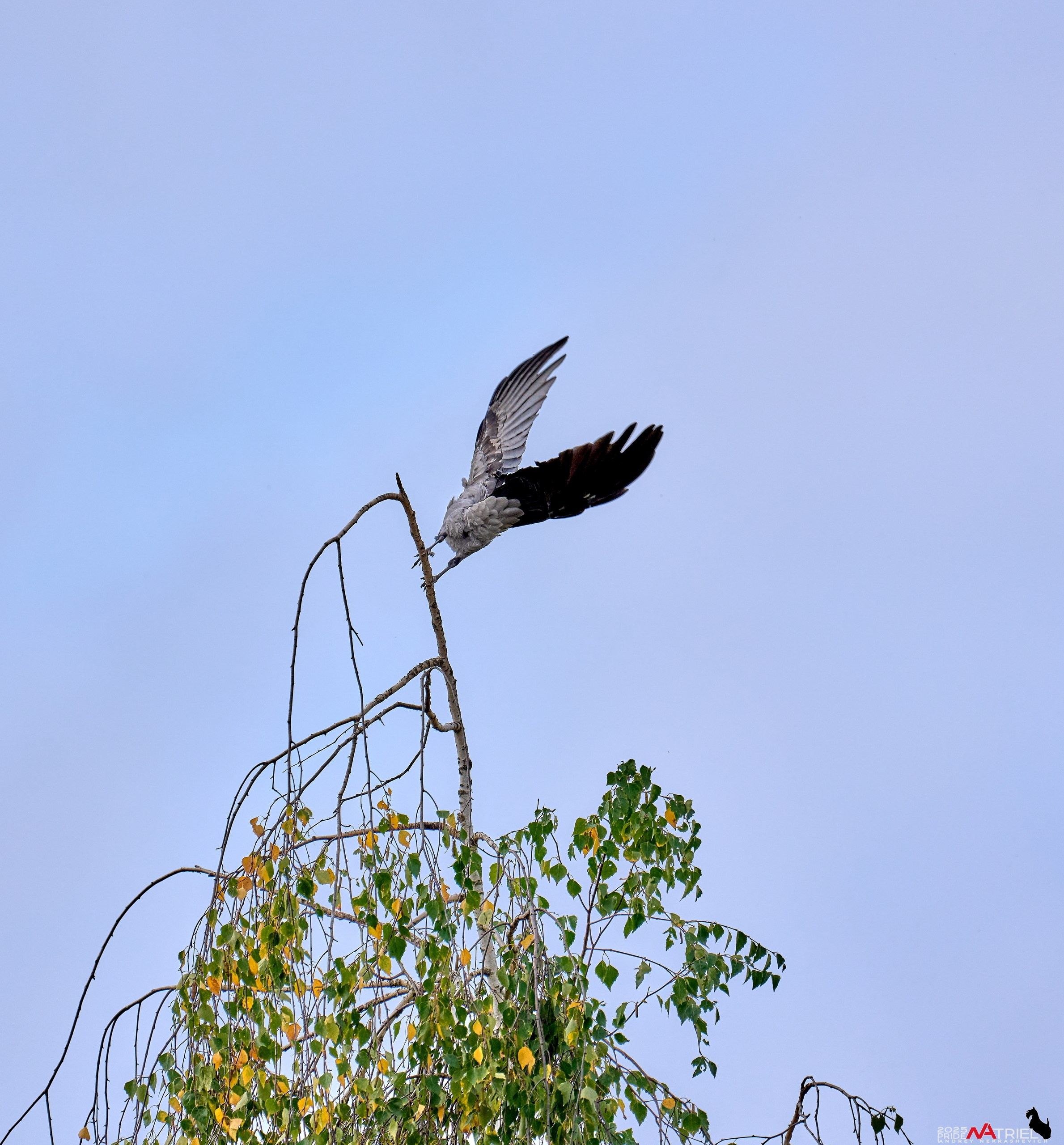 Съемка с объективом Sony 200-600 на камеру Sony A1m2