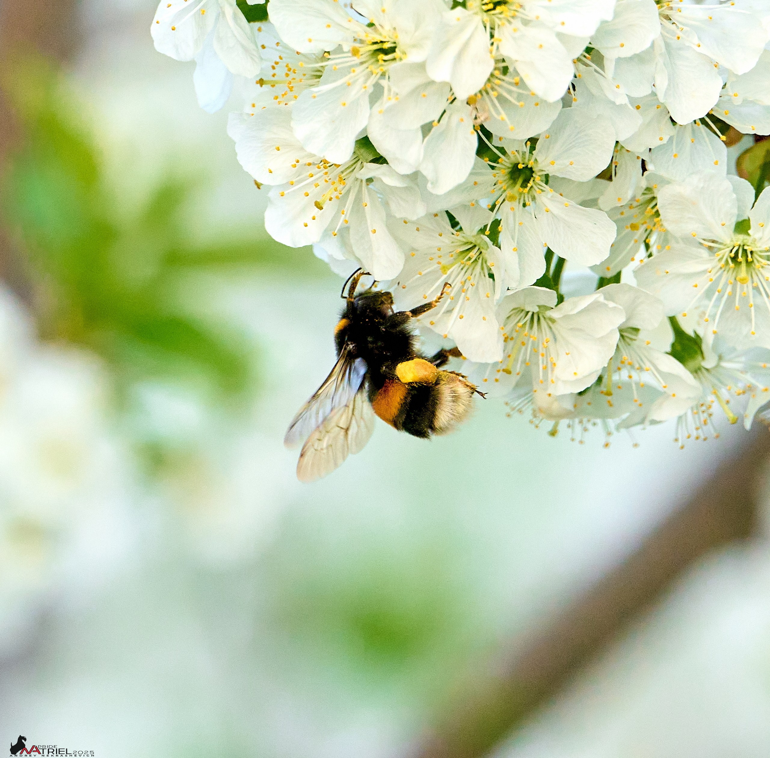 Природа в апреле. Всё в цветении!