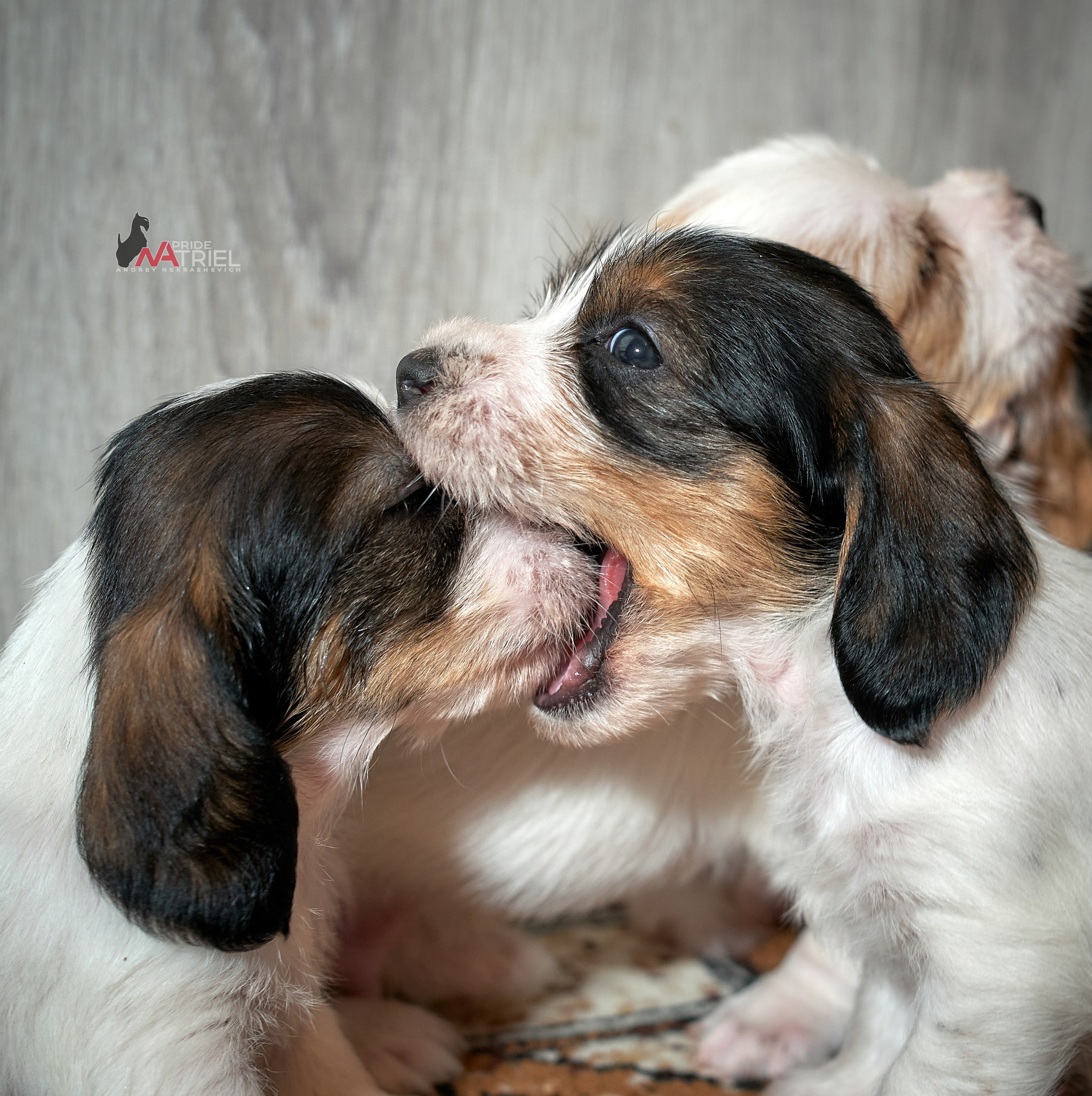 Щенки дома — галерея NATRIEL