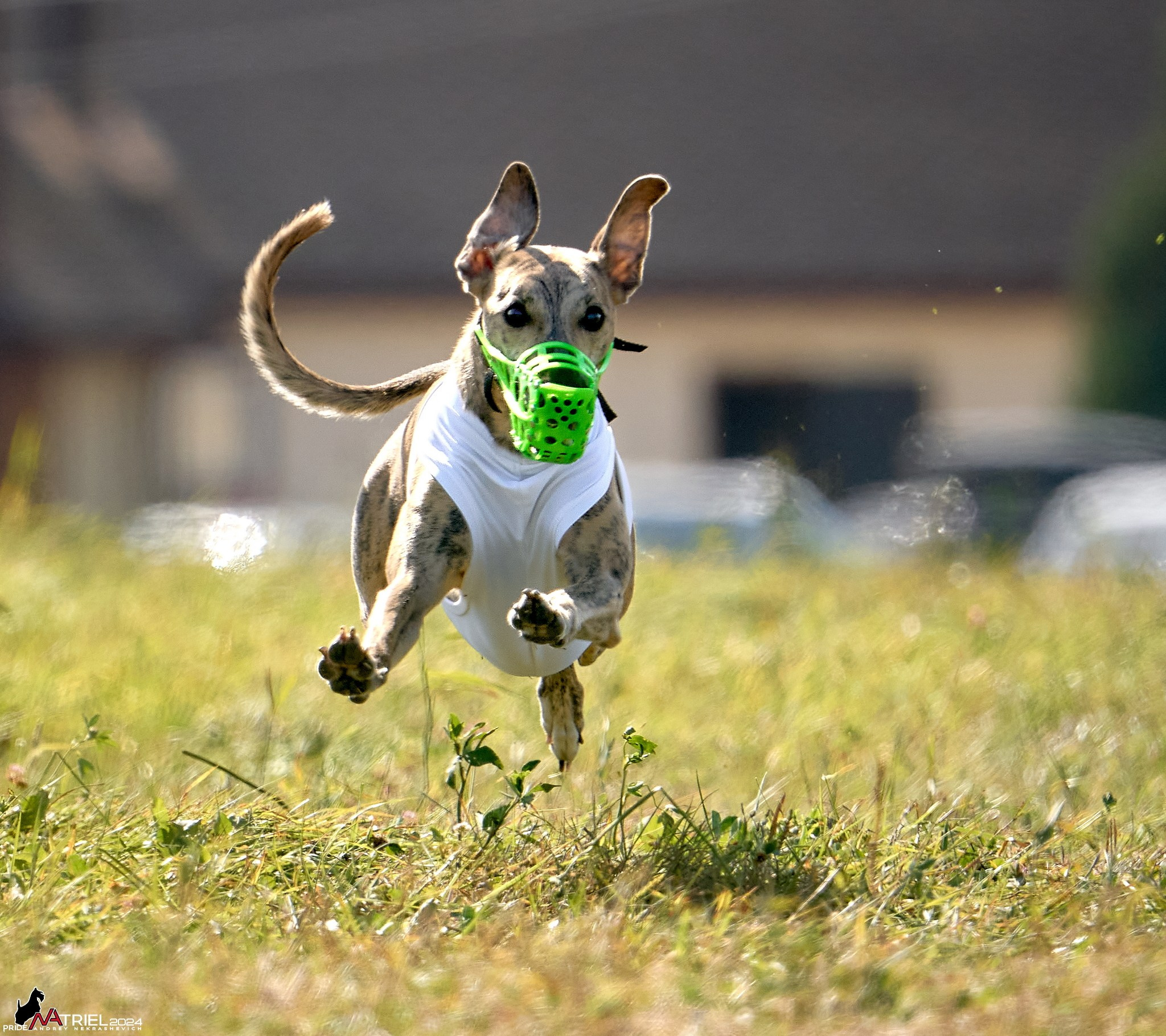 Курсинг в Иволге