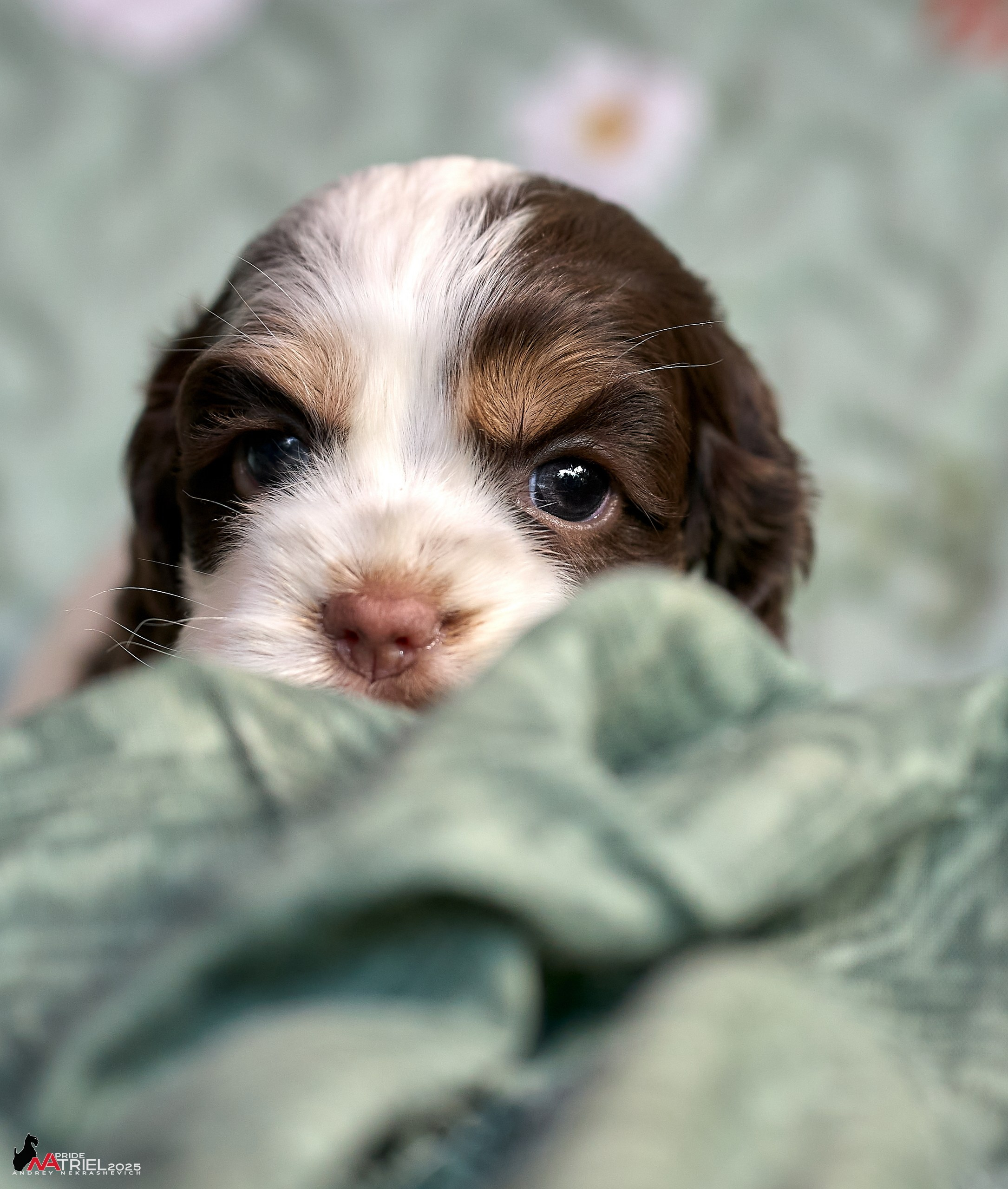 Щенки АмКокеров