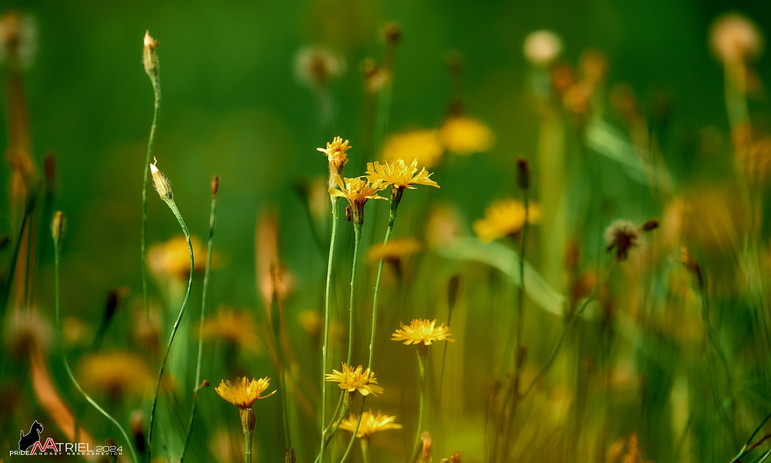Съемка природы, макро