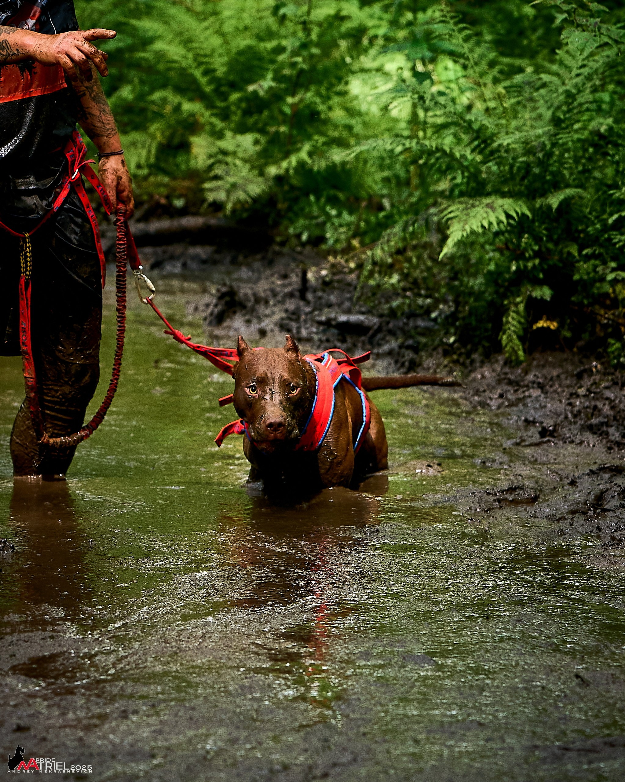 Russian Extreme Dog Trail — 2025