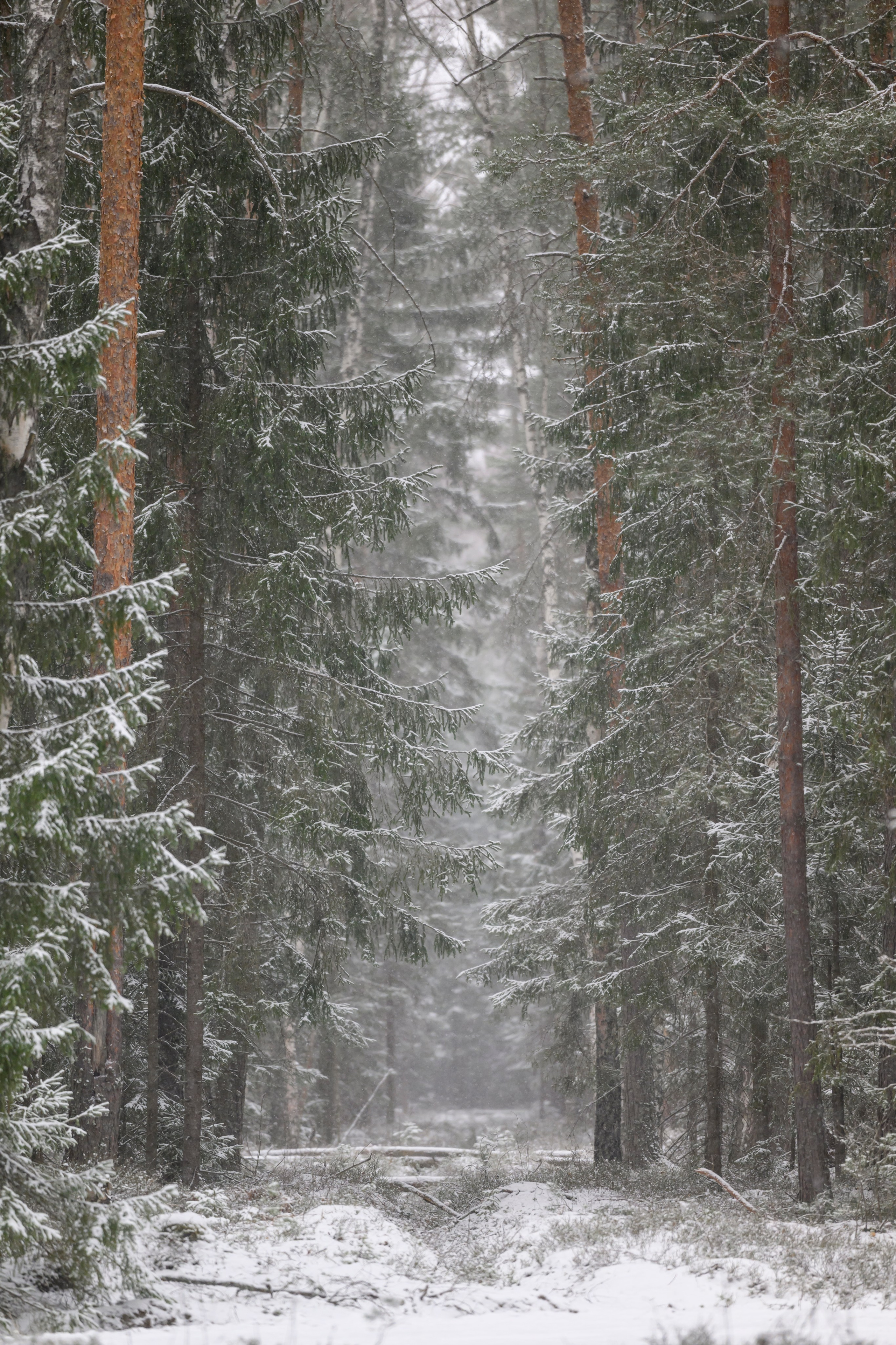 Метель. Фотограф Сергей Пупонин