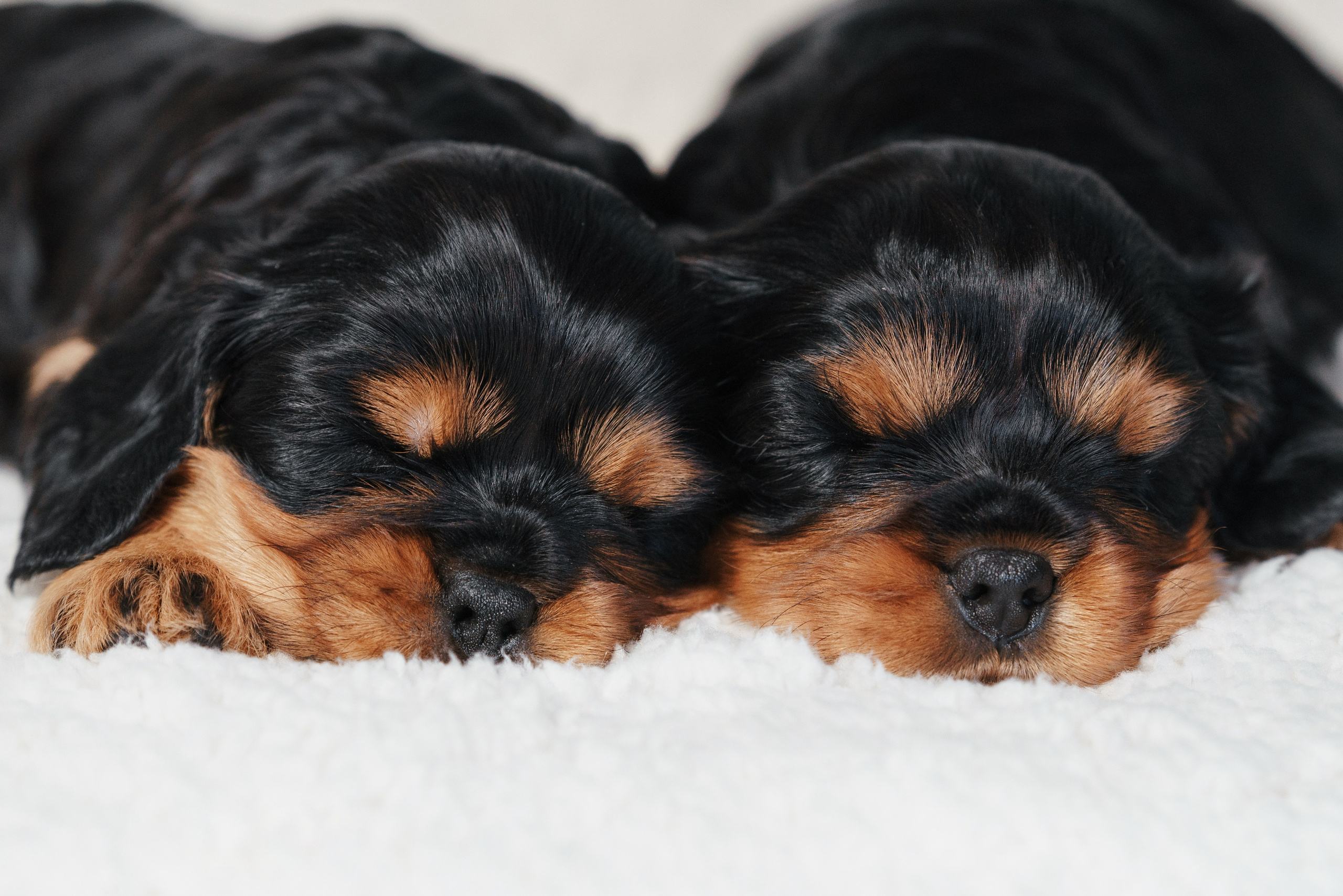 ККЧС. Фотограф анималист Осипчикова Мария