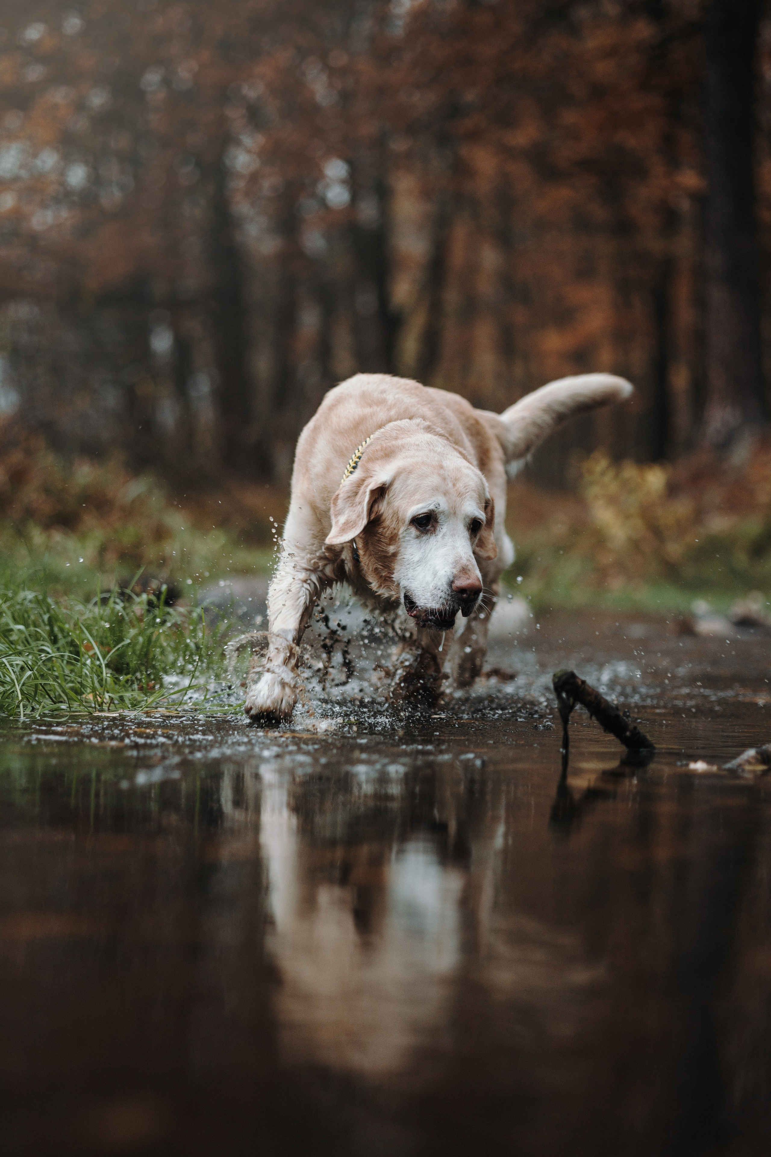 Оксана и Барон. Фотограф — Анималист | Санкт-Петербург