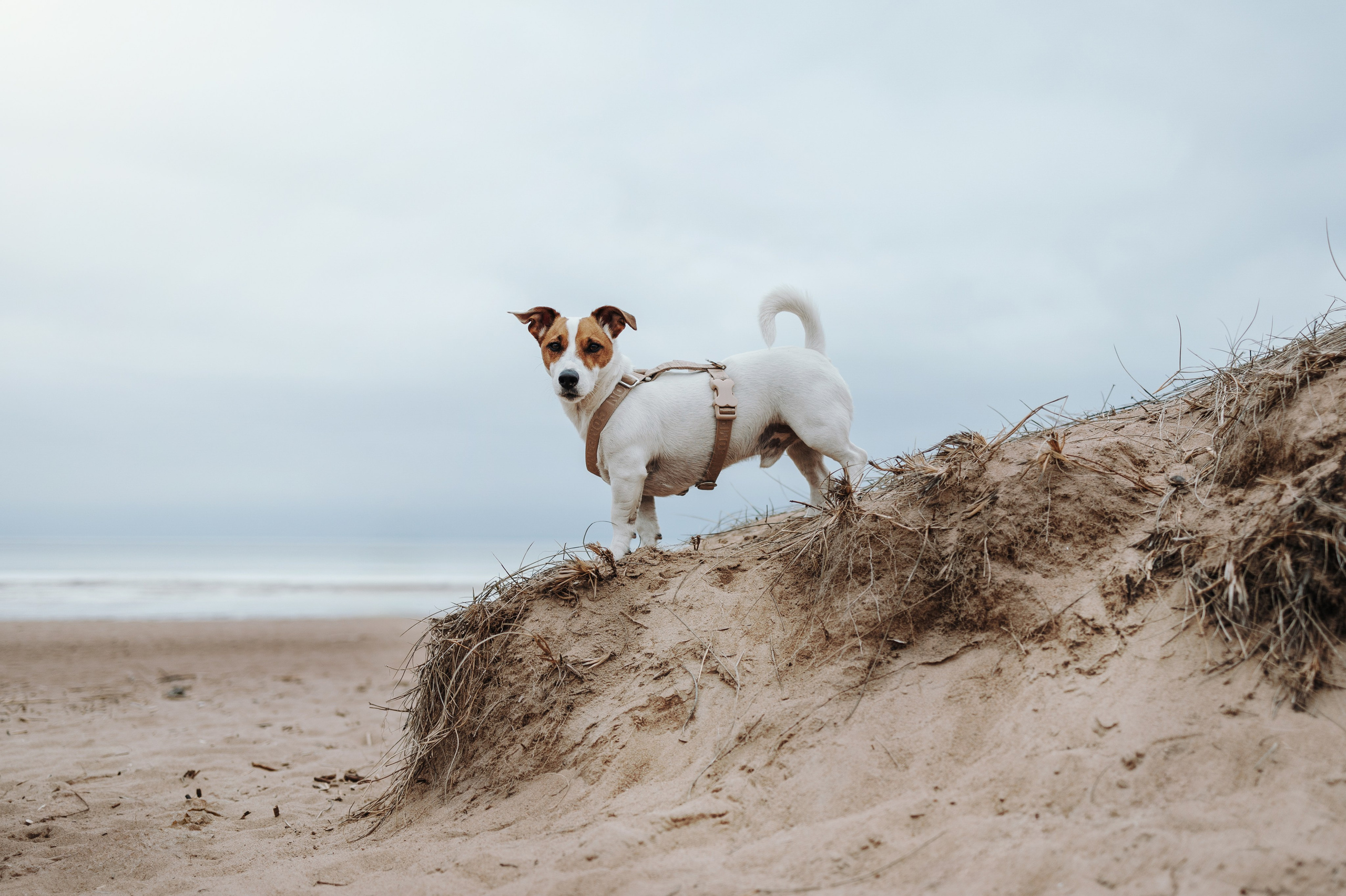 Саша и Джеки. Фотограф — Анималист | Санкт-Петербург