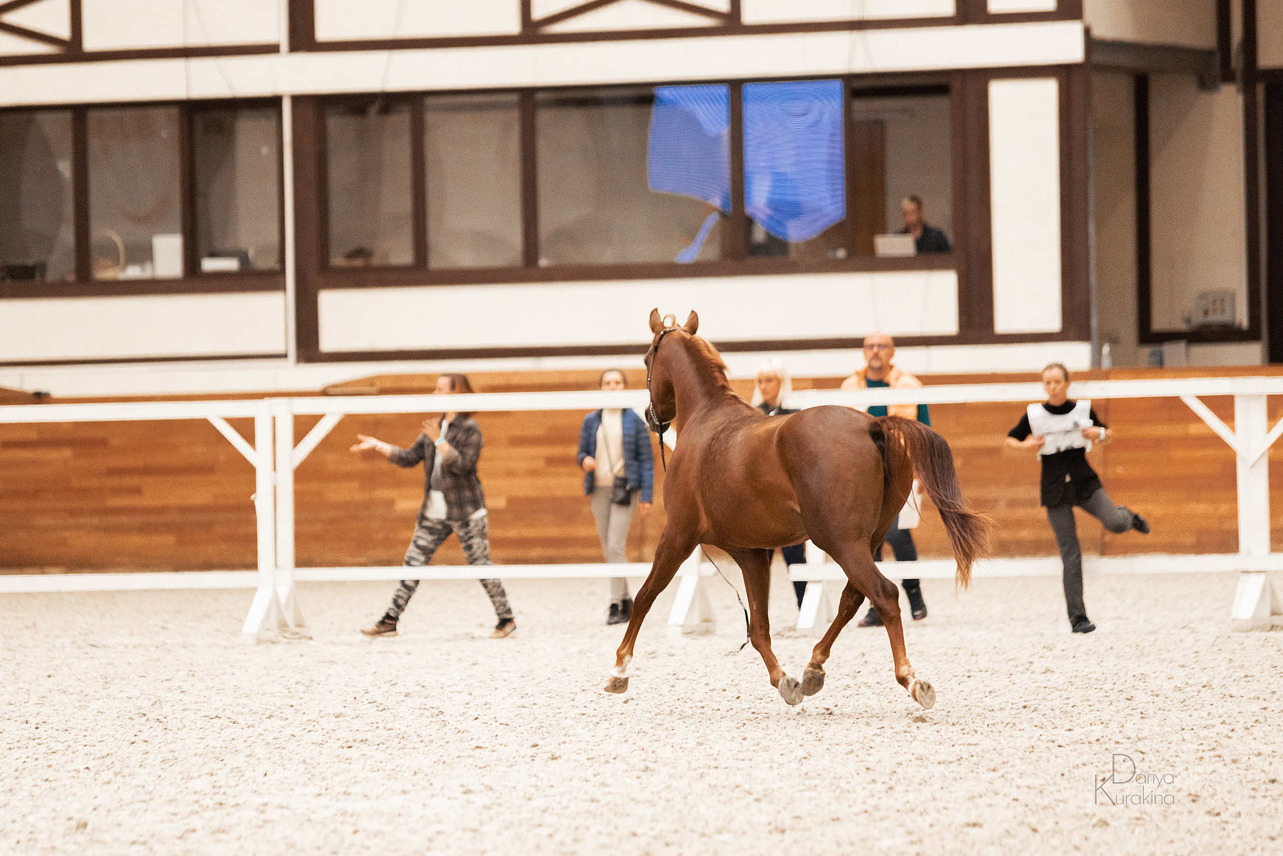 Конная Россия 2021. Конный фотограф Куракина Дарья • Фотосессии с лошадьми
