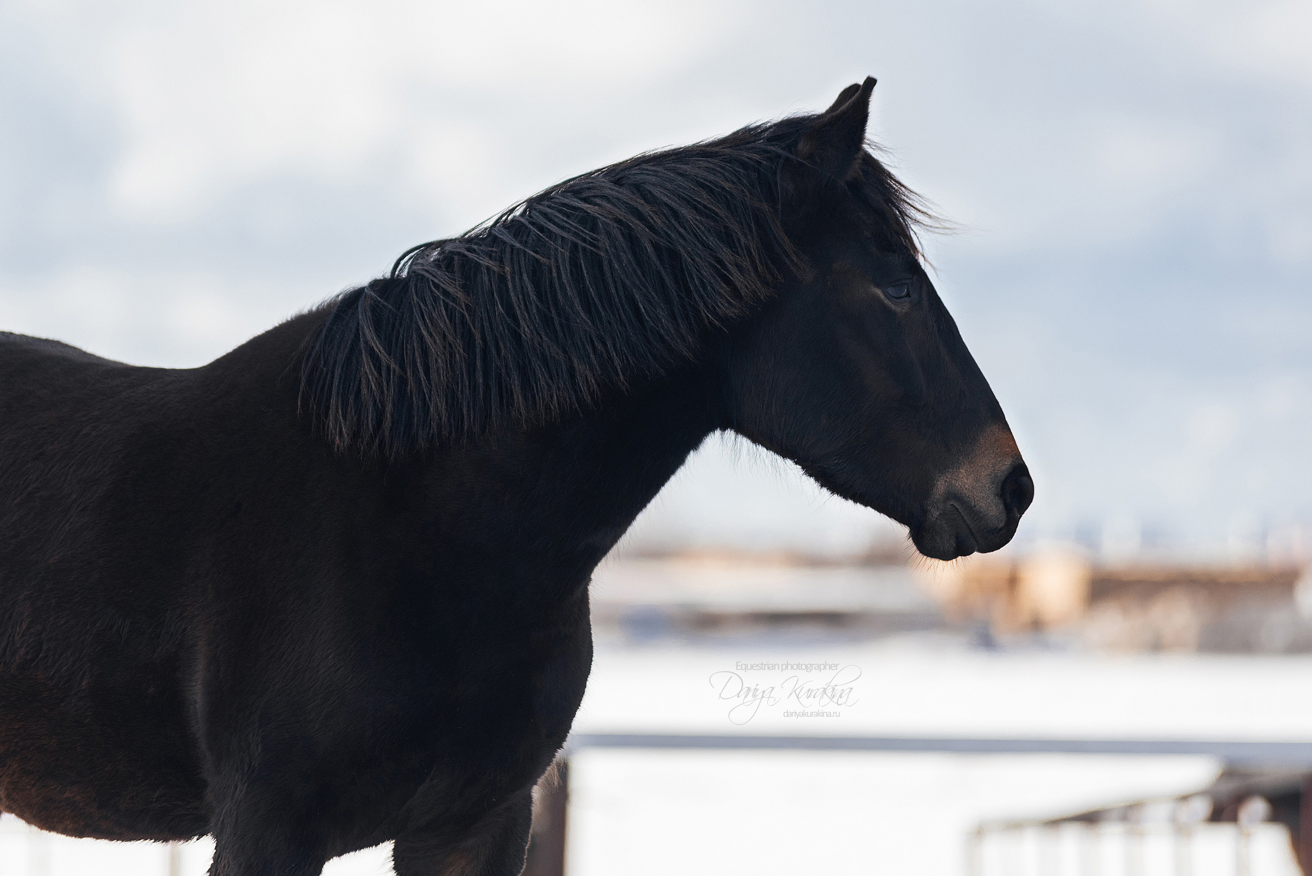 Кроули. Конный фотограф Куракина Дарья • Фотосессии с лошадьми