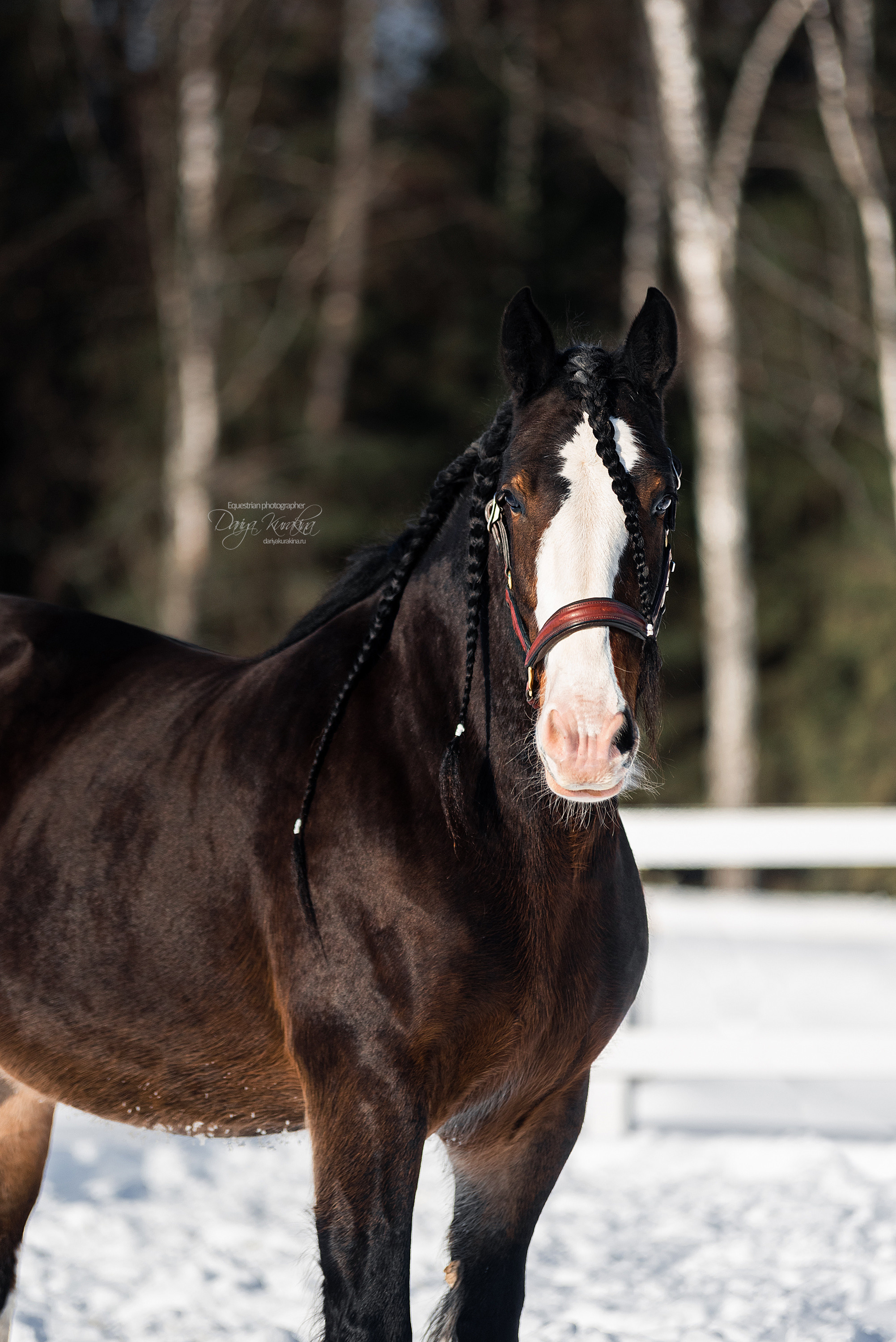 Лафарейдо. Конный фотограф Куракина Дарья • Фотосессии с лошадьми