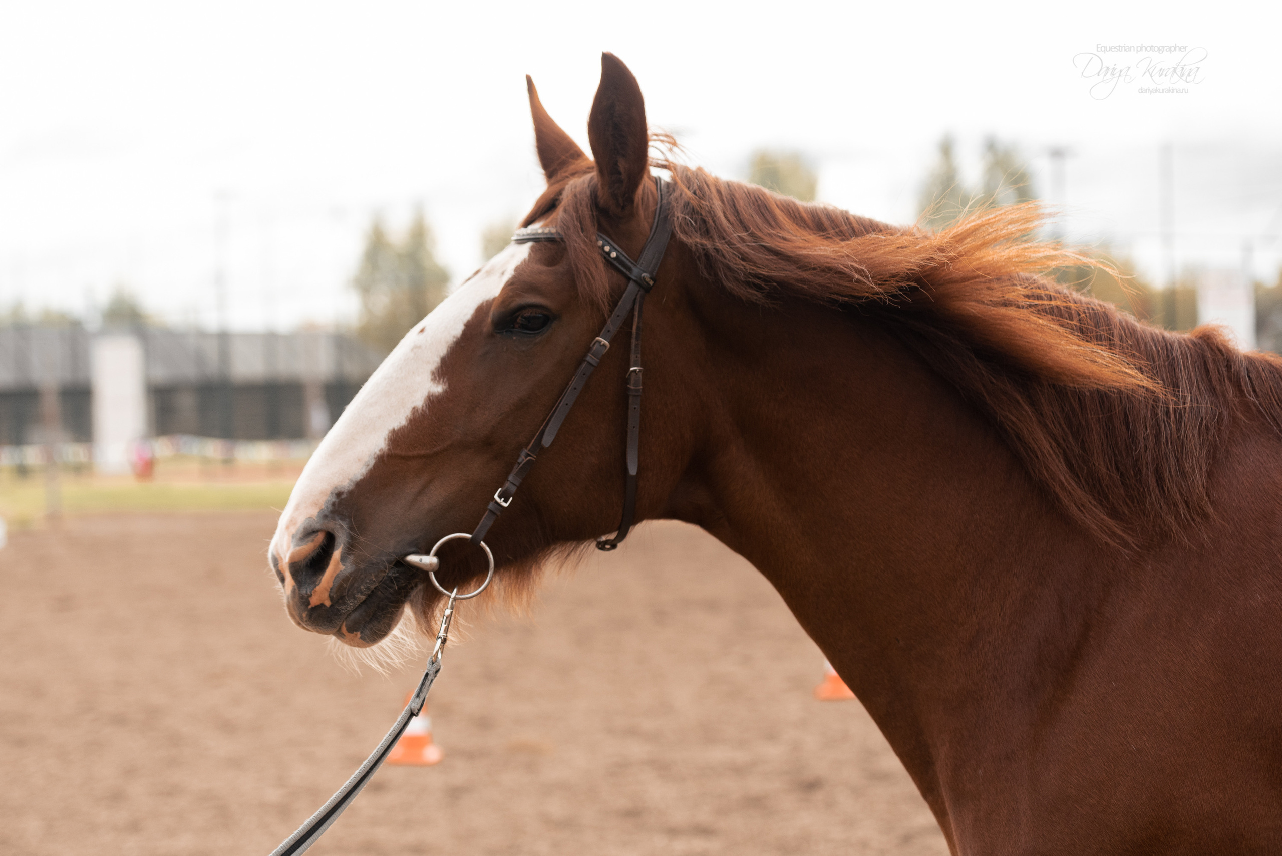 Богдарня. Конный фотограф Куракина Дарья • Фотосессии с лошадьми