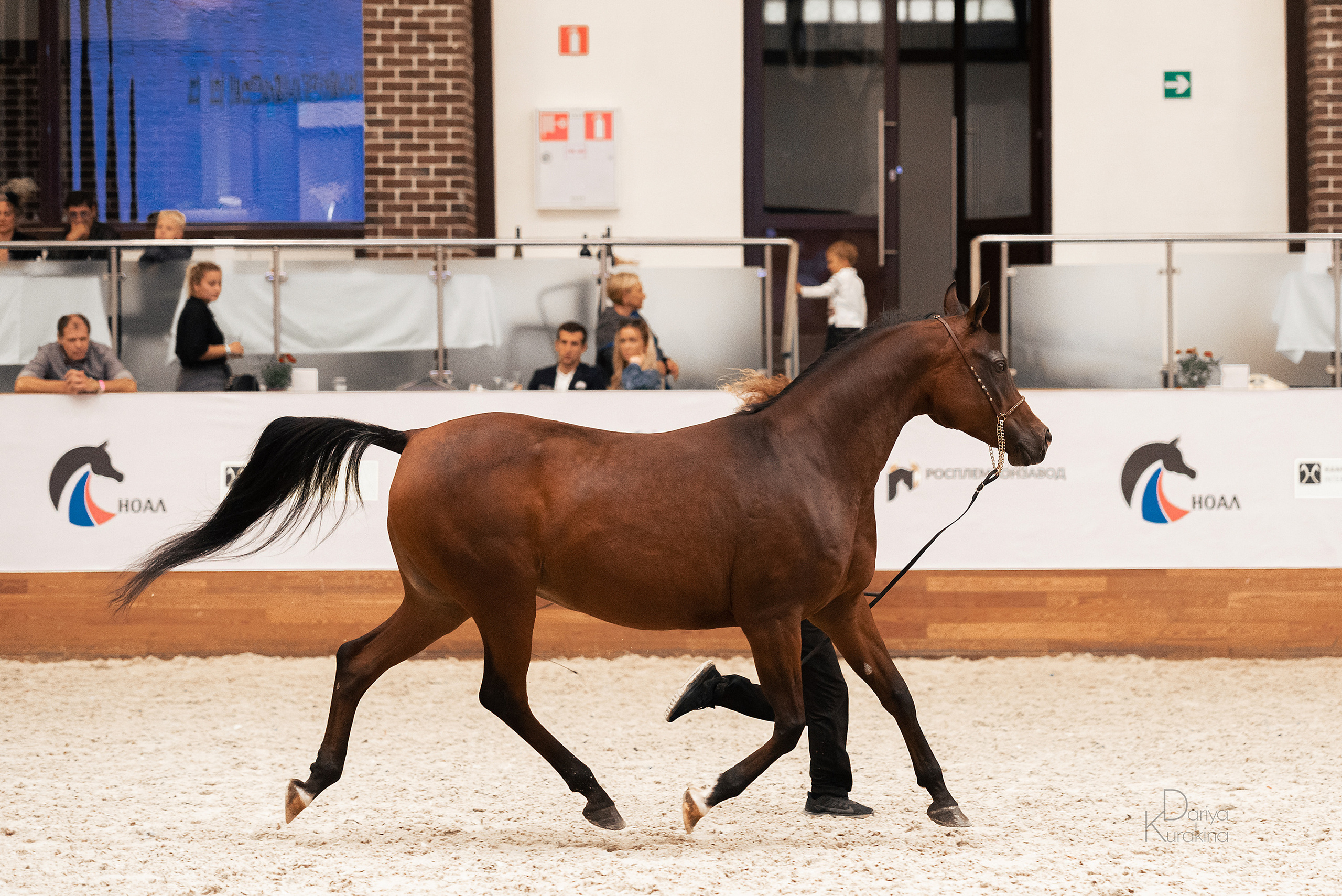 Конная Россия 2021. Конный фотограф Куракина Дарья • Фотосессии с лошадьми
