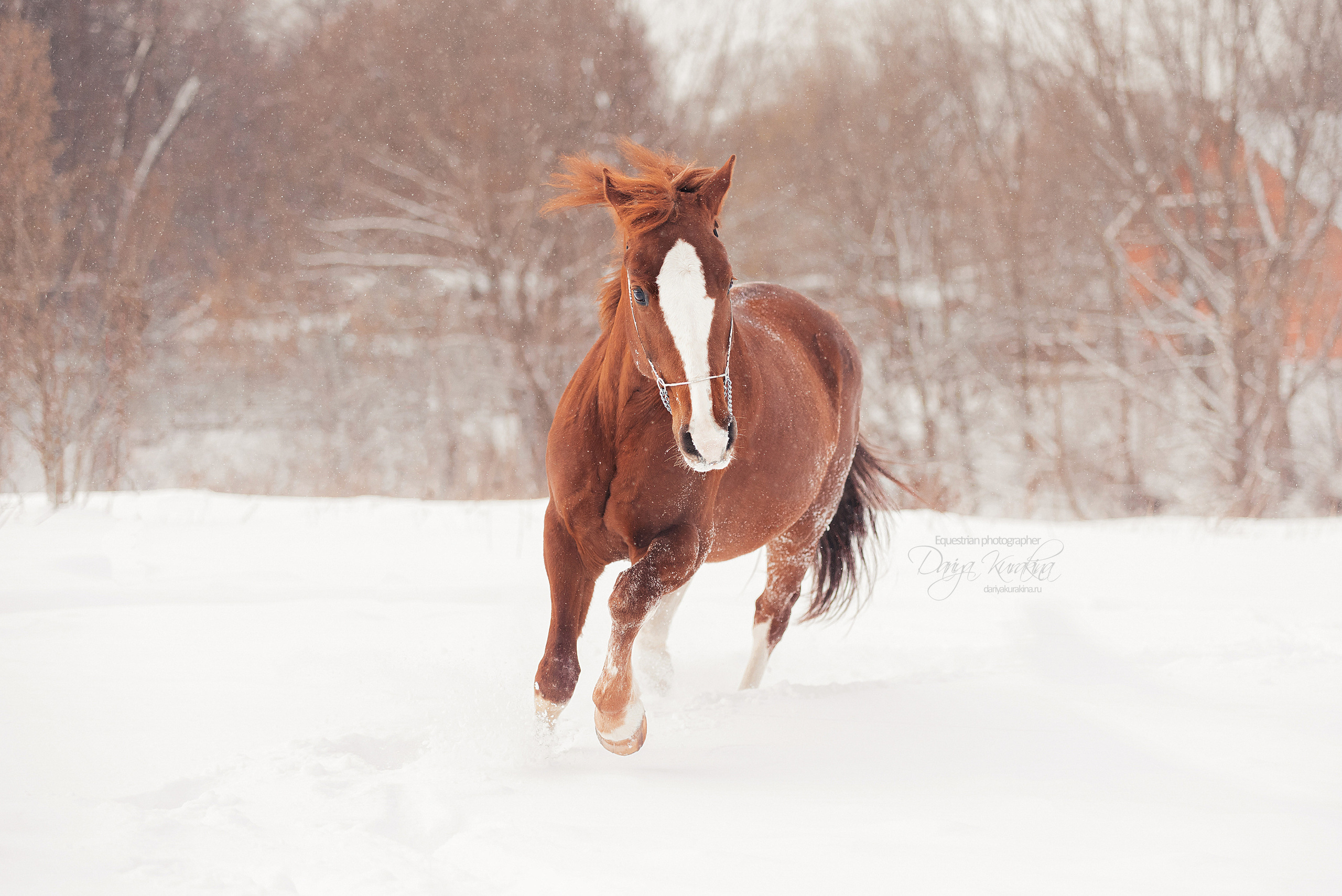 Атос. Конный фотограф Куракина Дарья • Фотосессии с лошадьми