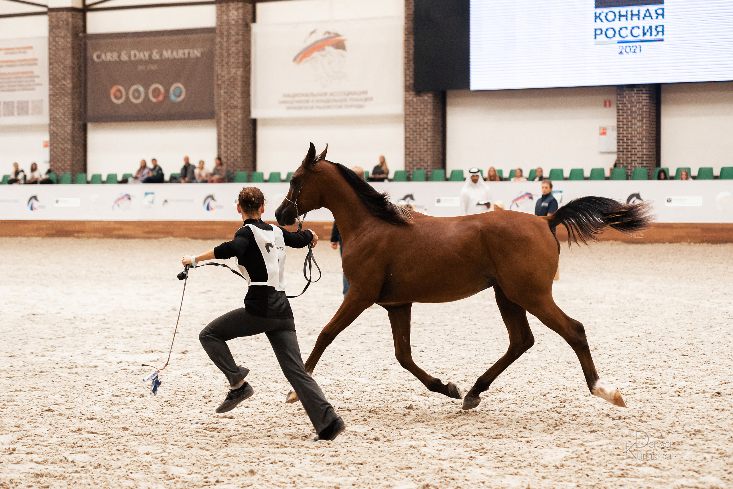 Конная Россия 2021. Конный фотограф Куракина Дарья • Фотосессии с лошадьми