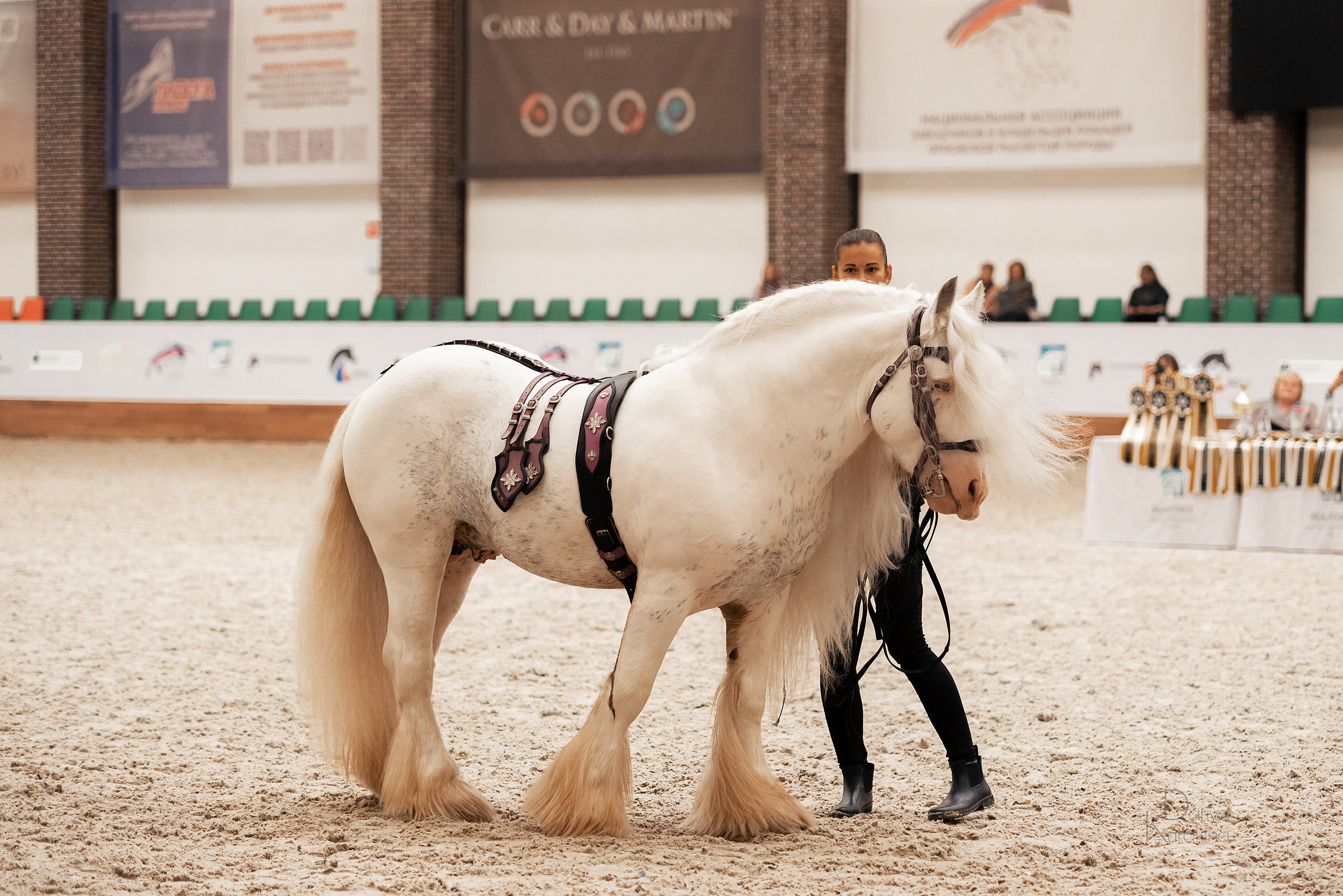 Конная Россия 2021. Конный фотограф Куракина Дарья • Фотосессии с лошадьми