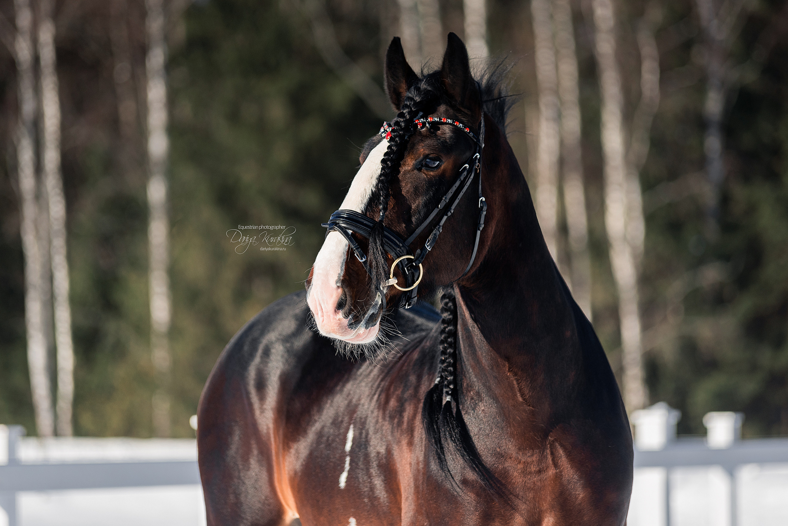 Лафарейдо. Конный фотограф Куракина Дарья • Фотосессии с лошадьми