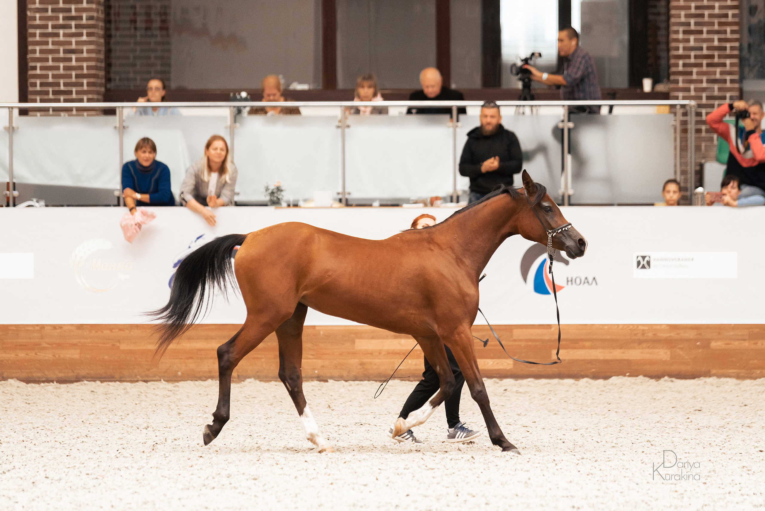 Конная Россия 2021. Конный фотограф Куракина Дарья • Фотосессии с лошадьми