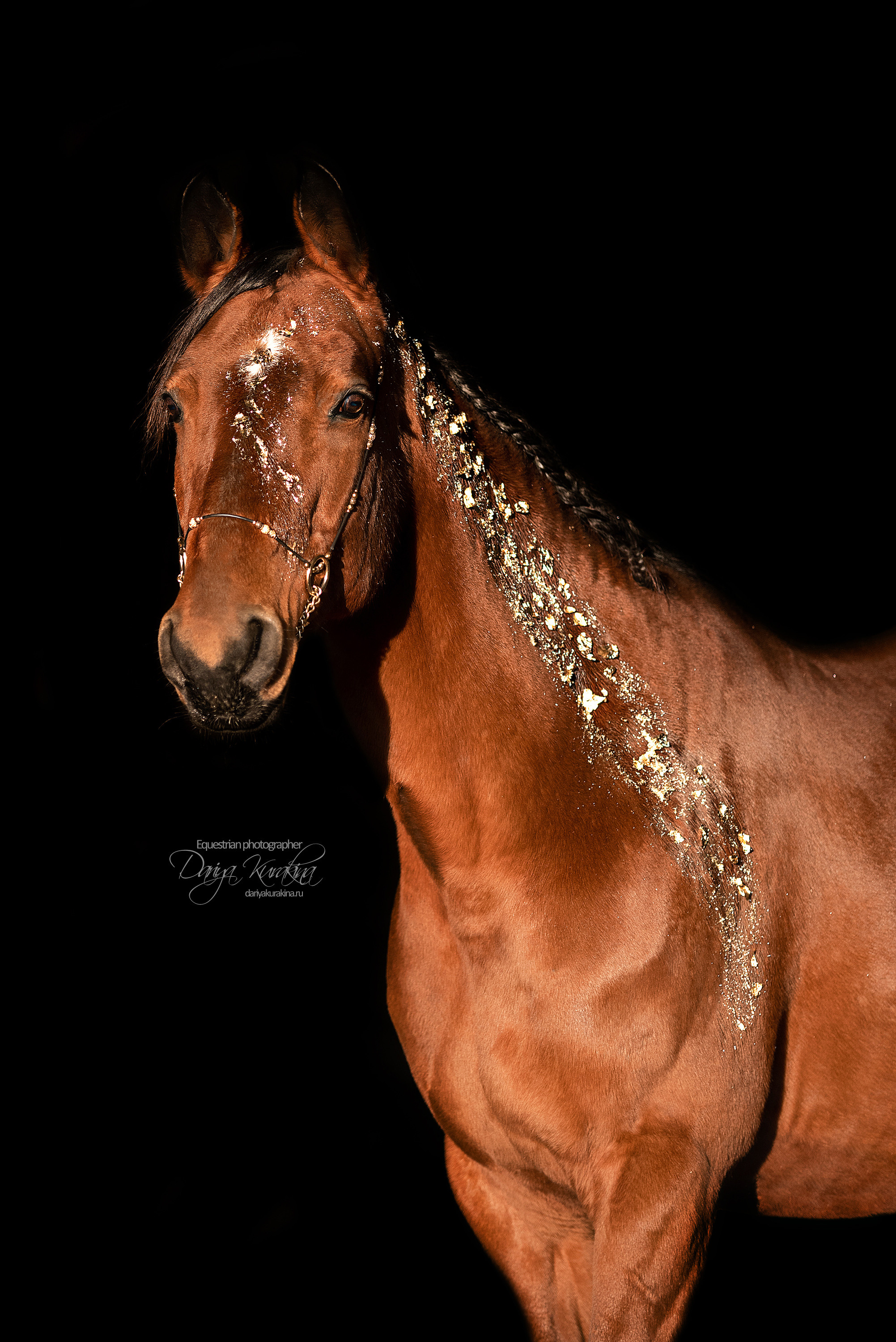 Сияние. Конный фотограф Куракина Дарья • Фотосессии с лошадьми