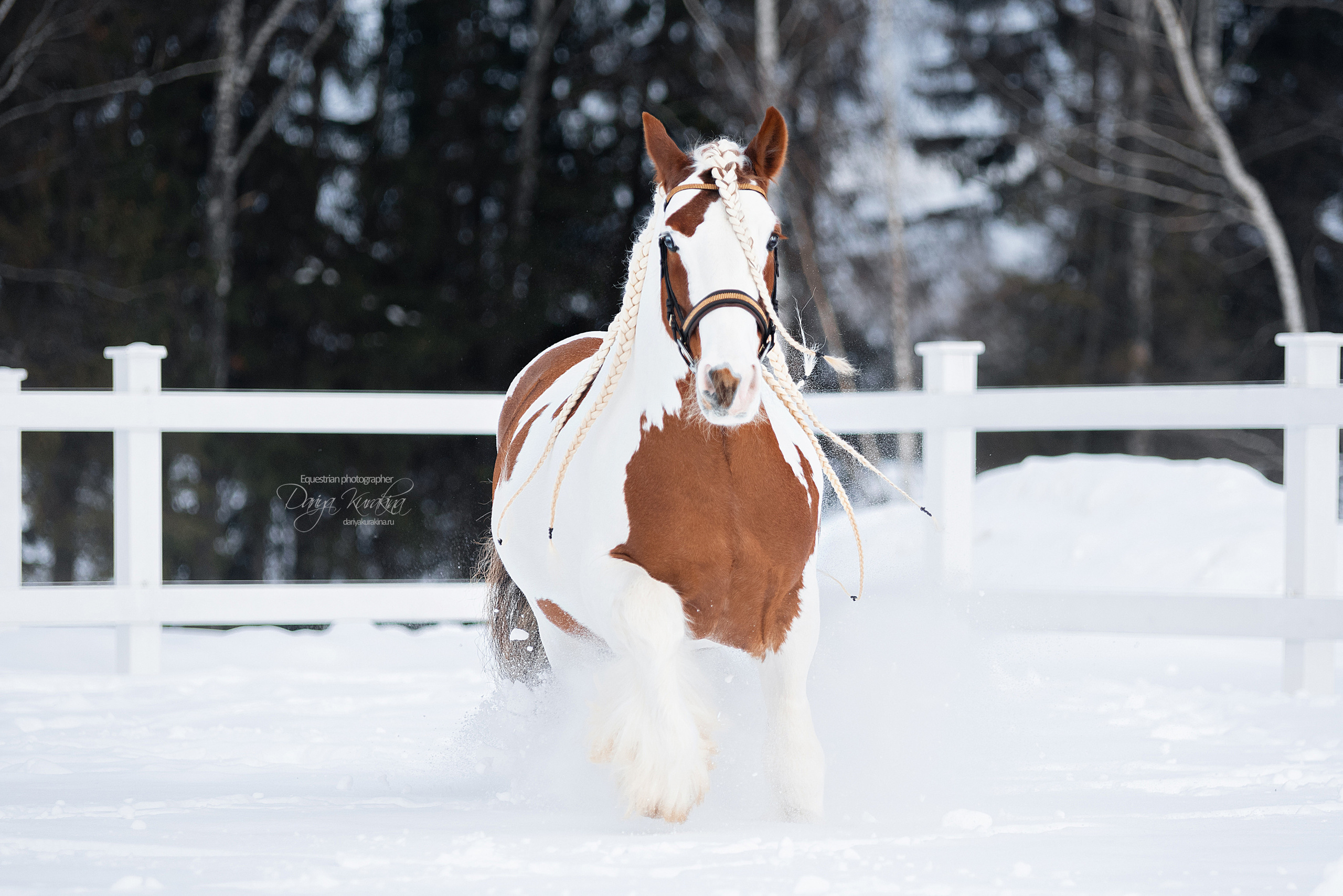 Лафарейдо. Конный фотограф Куракина Дарья • Фотосессии с лошадьми